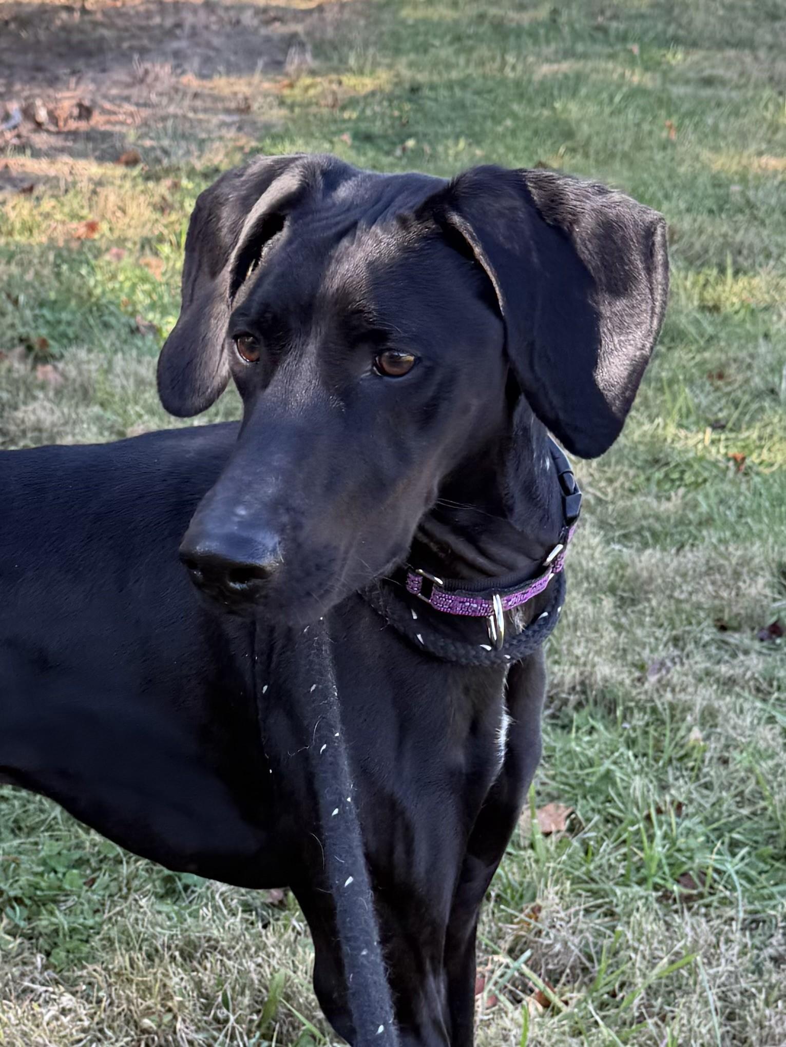 Enlarge Wesley, a ADOPTABLE mixed breed in Salisbury, NC image 2/6