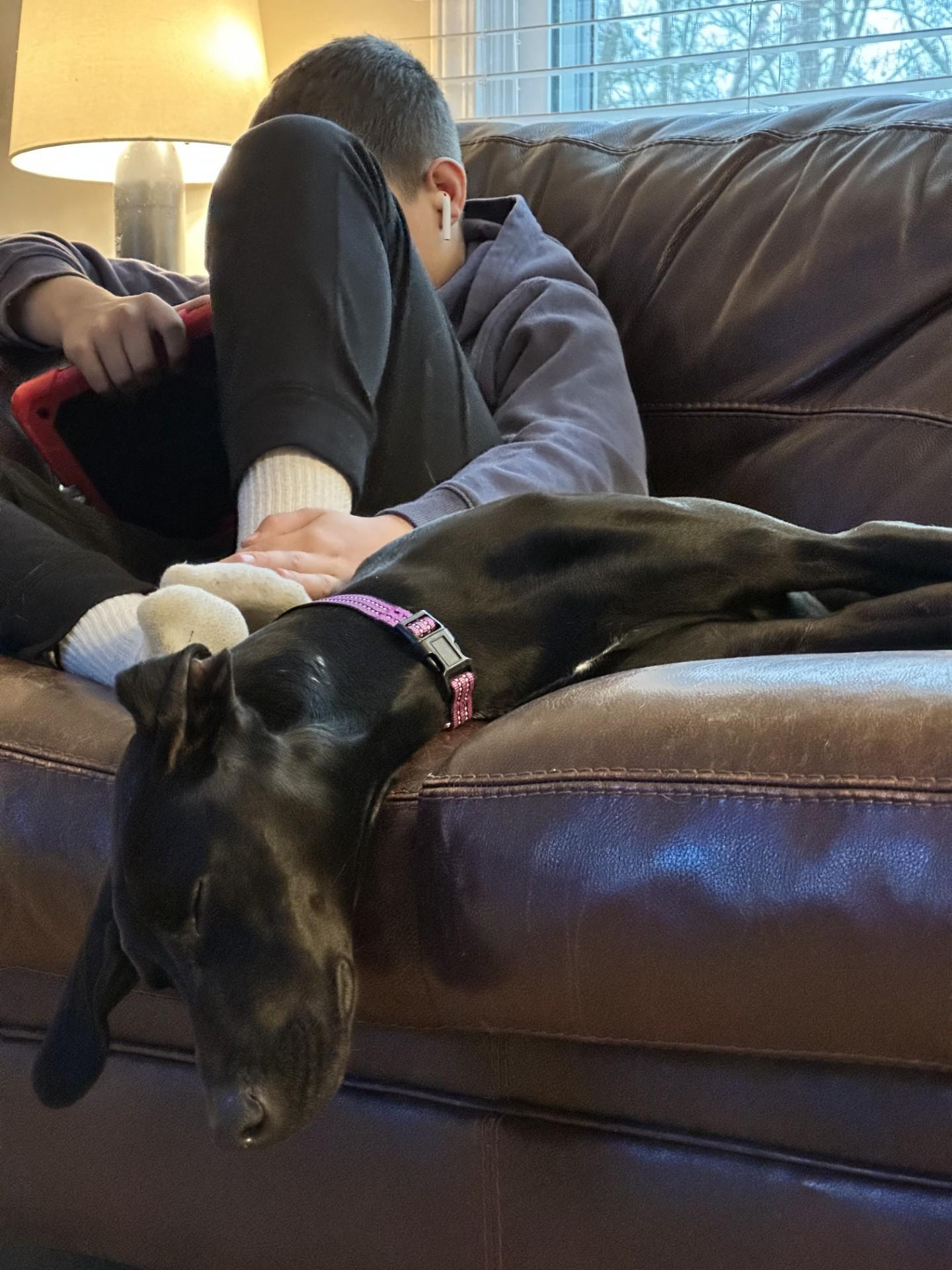 Enlarge Wesley, a ADOPTABLE mixed breed in Salisbury, NC image 4/6