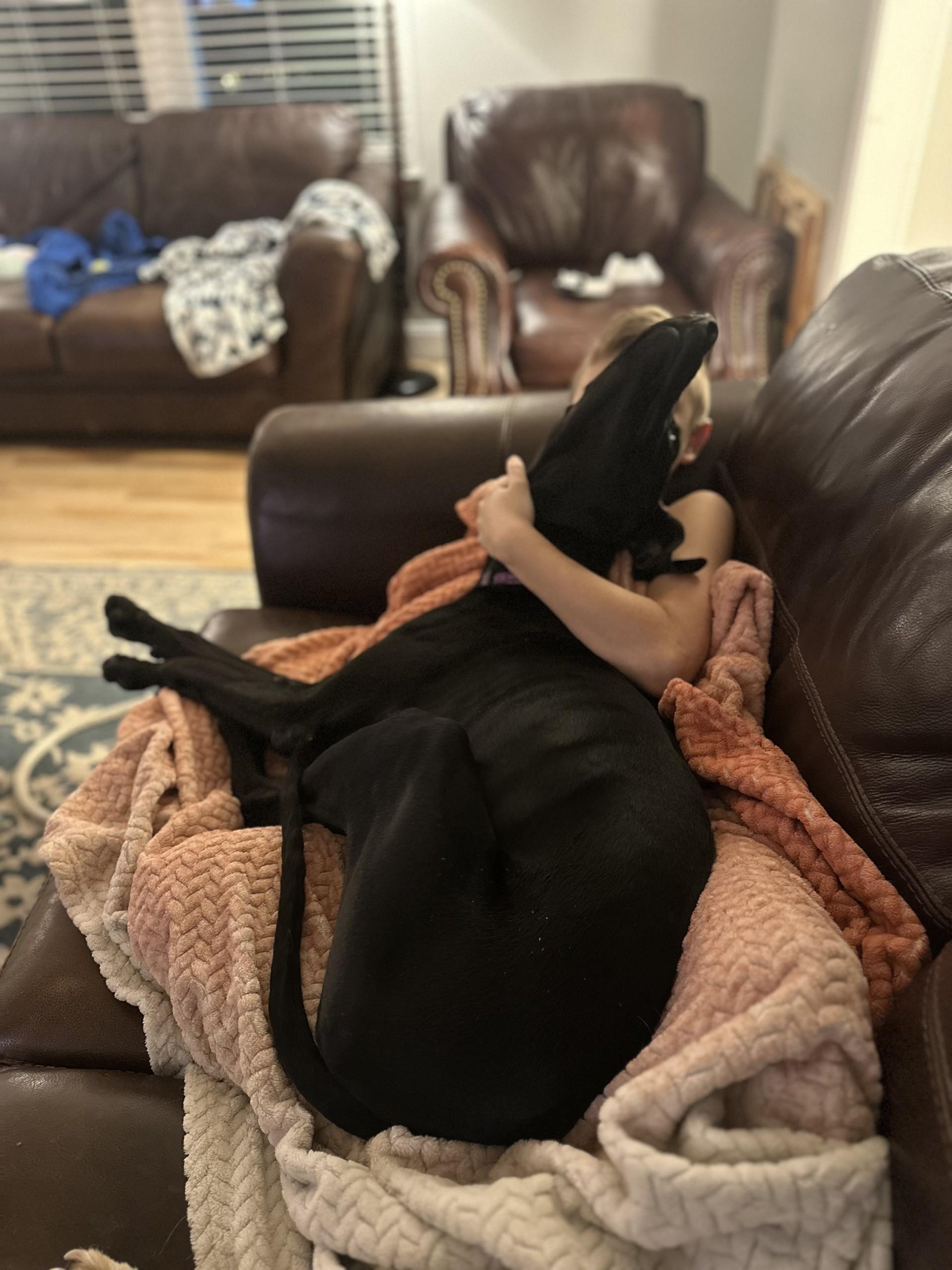 Enlarge Wesley, a ADOPTABLE mixed breed in Salisbury, NC image 3/6