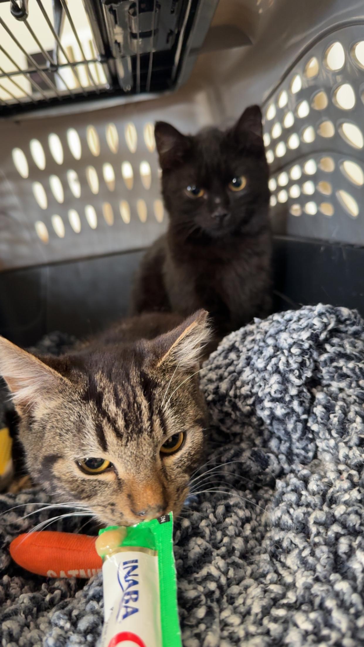 Enlarge Silly Sam , an adopted Tabby in Charlotte, NC image 4/4