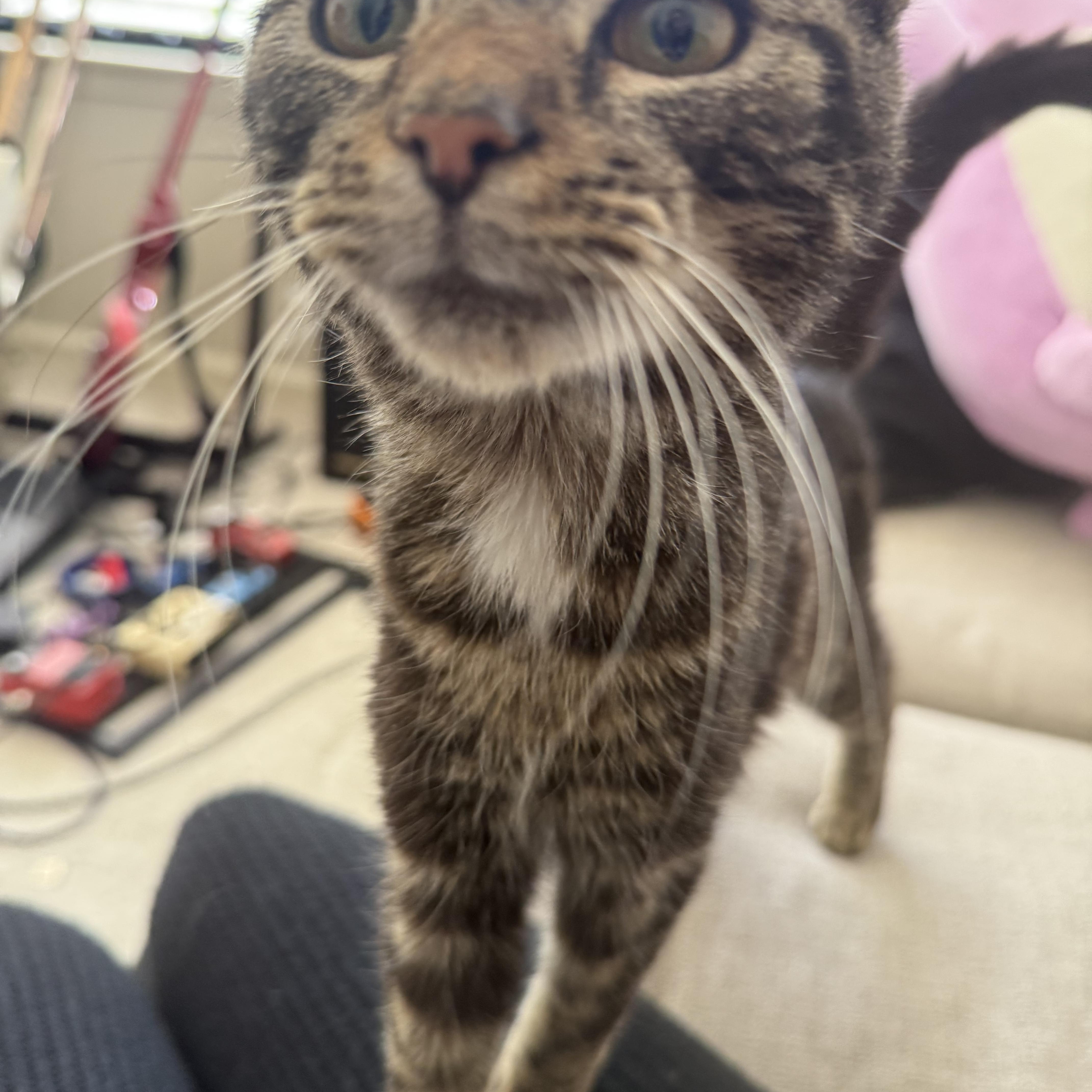 Silly Sam , adopted, Kitten Male Tabby.