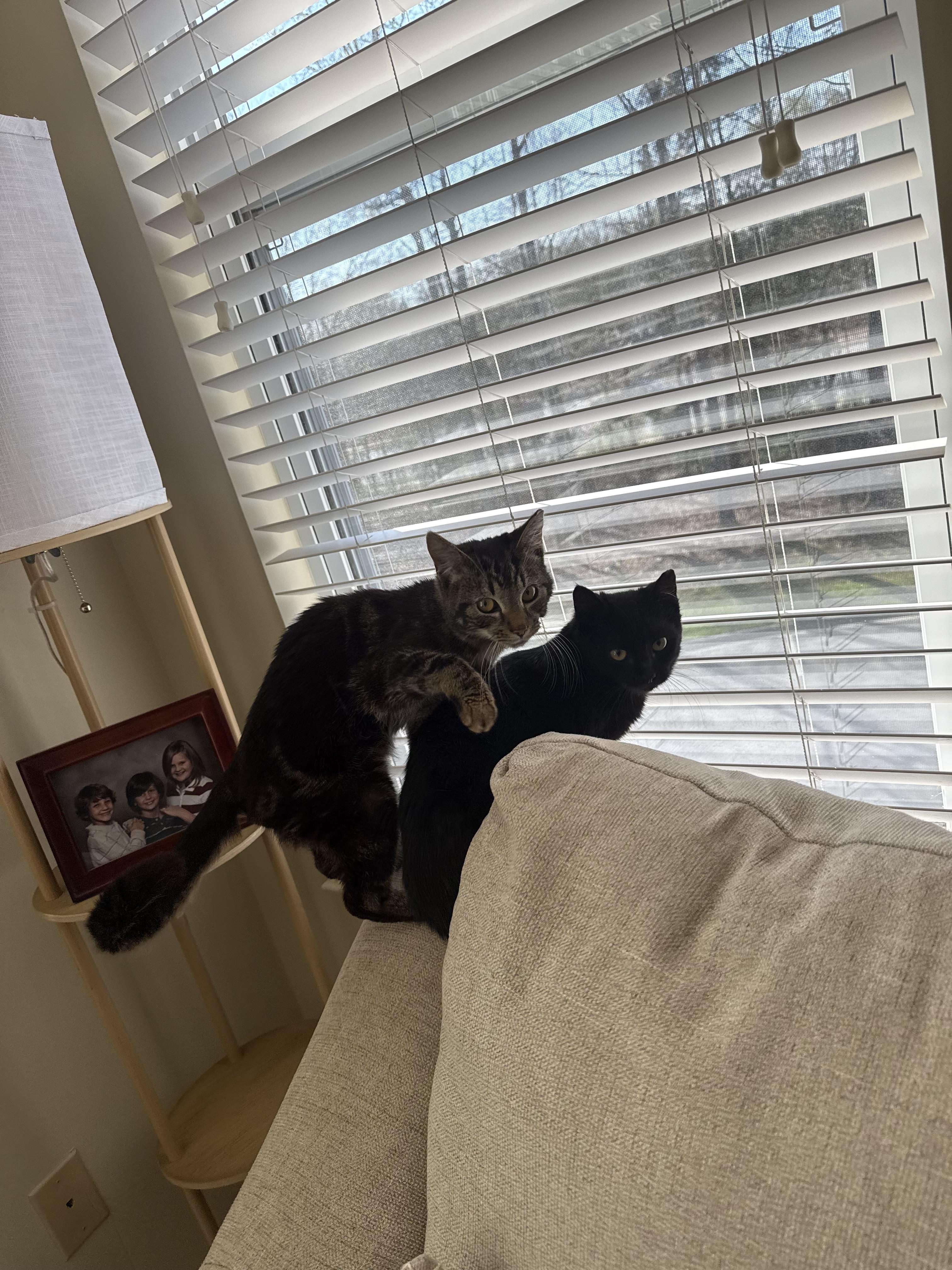 Enlarge Silly Sam , an adopted Tabby in Charlotte, NC image 3/4