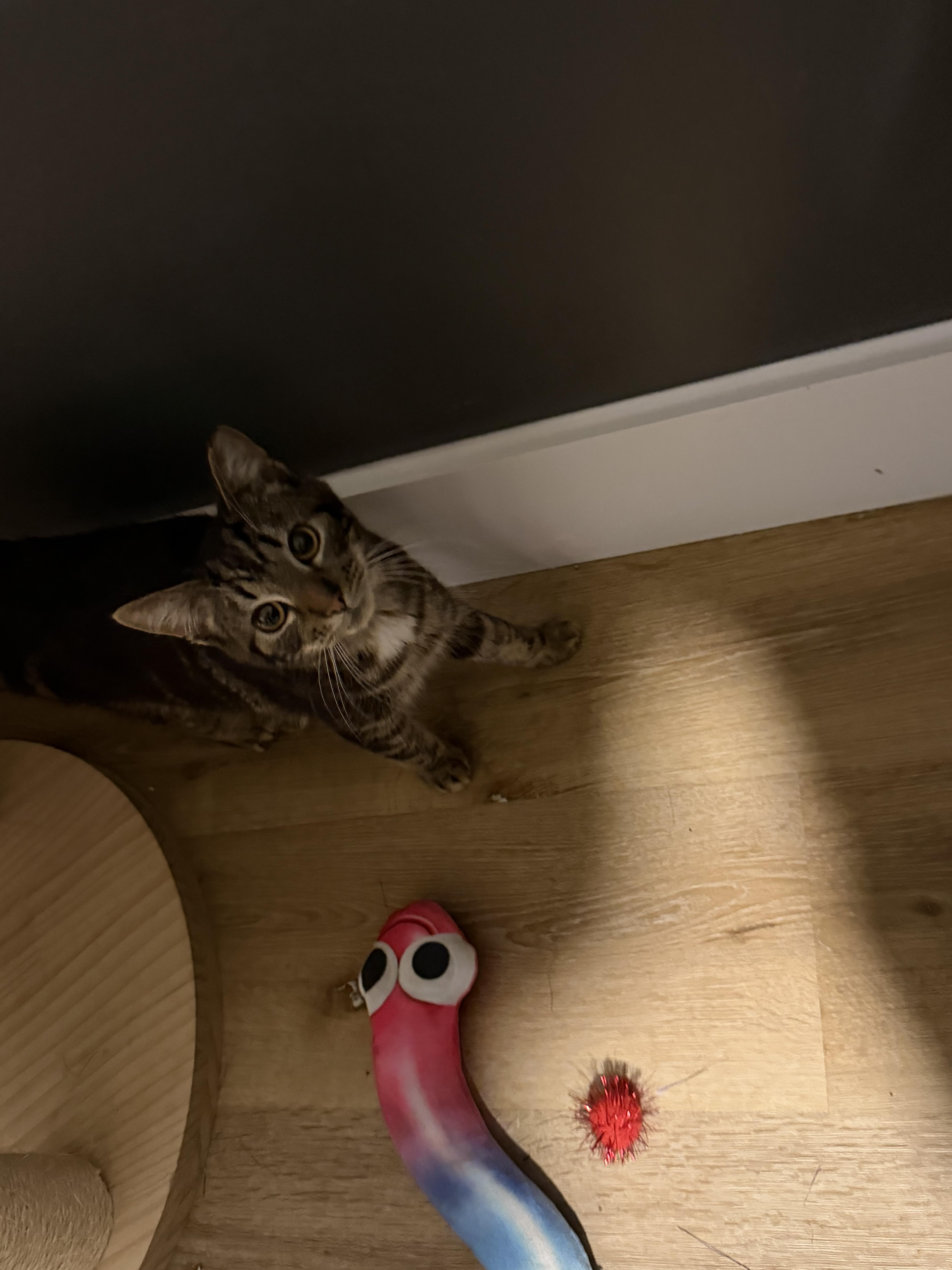 Enlarge Silly Sam , an adopted Tabby in Charlotte, NC image 2/4