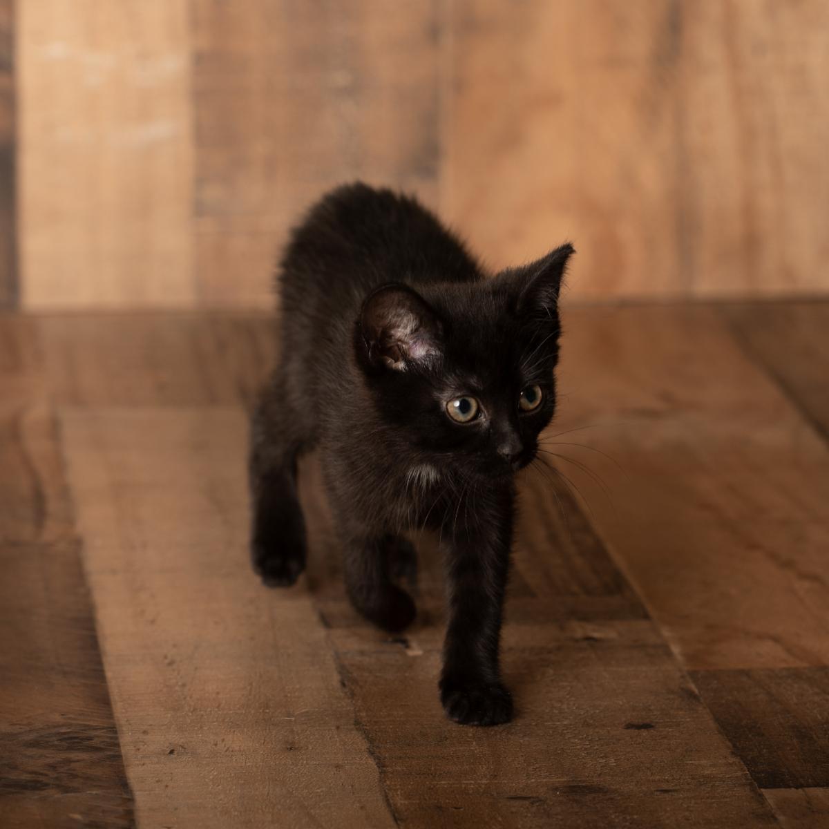 Enlarge Romie, a Adopted Domestic Short Hair in Lexington, KY image 1/1