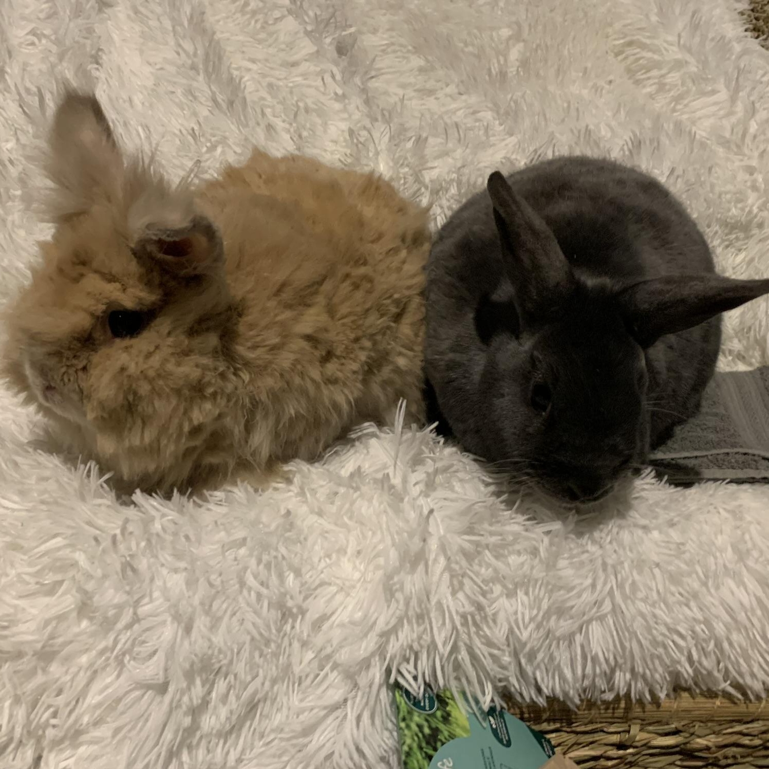 Martin and Wesley, Adult Male unknown