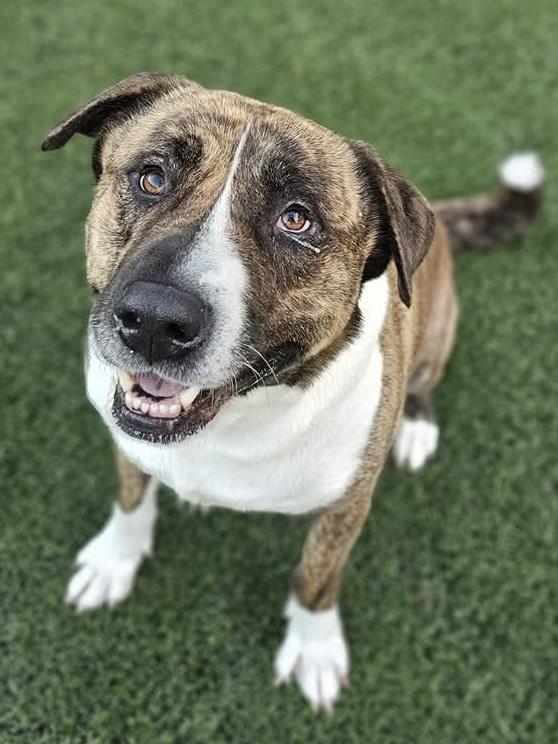 Enlarge Maverick, a Adoptable mixed breed in Mount Juliet, TN image 1/6