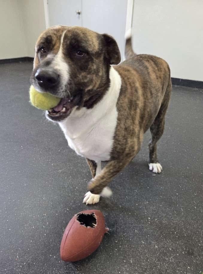 Enlarge Maverick, a Adoptable mixed breed in Mount Juliet, TN image 4/6