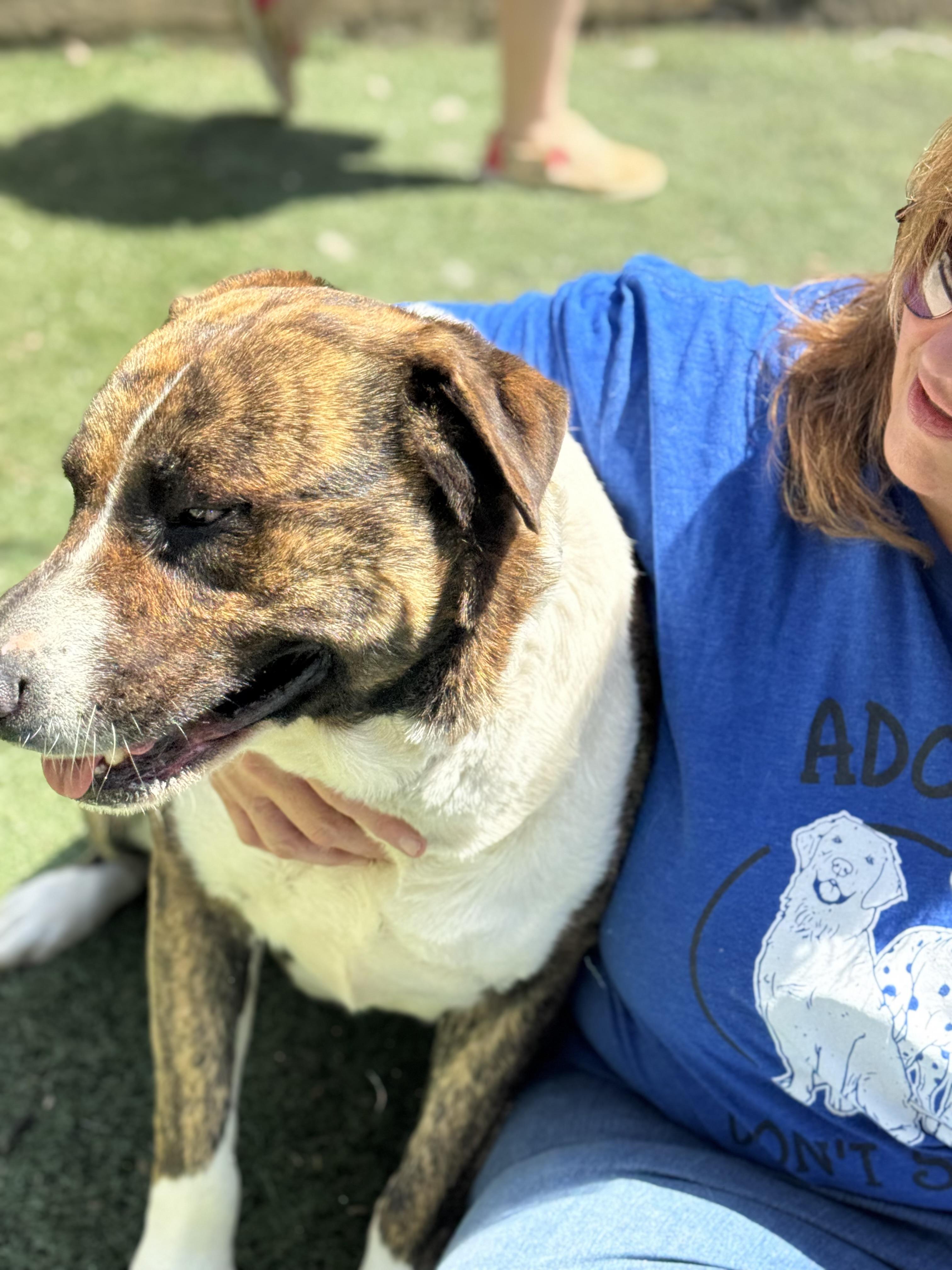 Enlarge Maverick, a Adoptable mixed breed in Mount Juliet, TN image 2/6