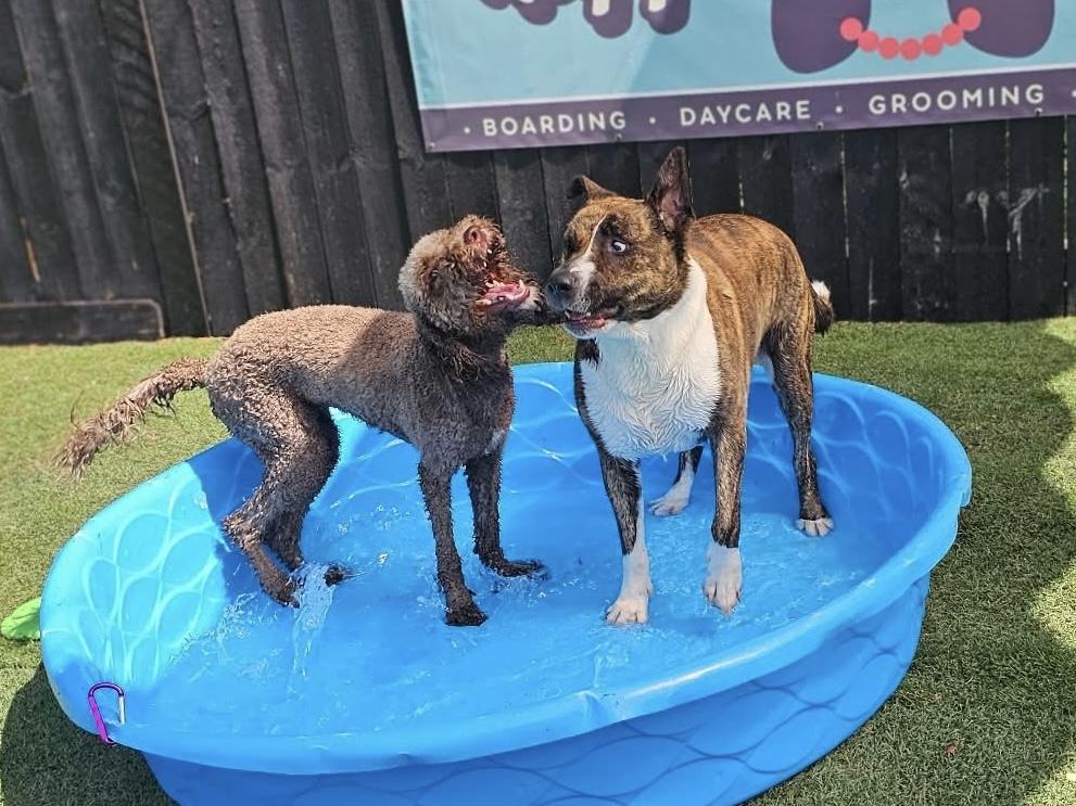 Enlarge Maverick, a Adoptable mixed breed in Mount Juliet, TN image 5/6