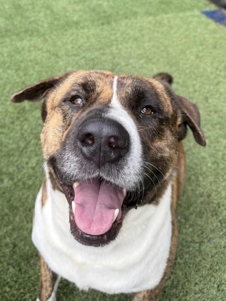 Enlarge Maverick, a Adoptable mixed breed in Mount Juliet, TN image 3/6