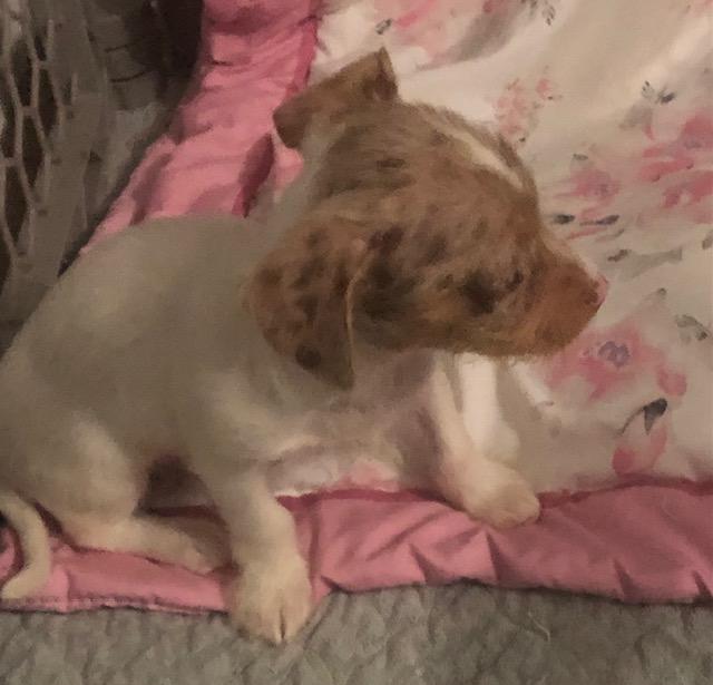 Enlarge Bexley, an adopted mixed breed in Colleyville, TX image 1/3