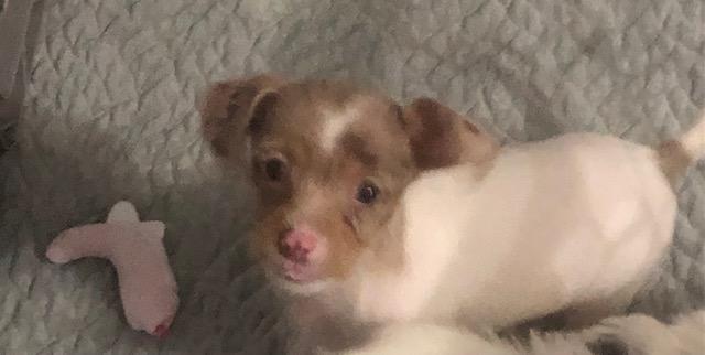 Enlarge Bexley, an adopted mixed breed in Colleyville, TX image 2/3