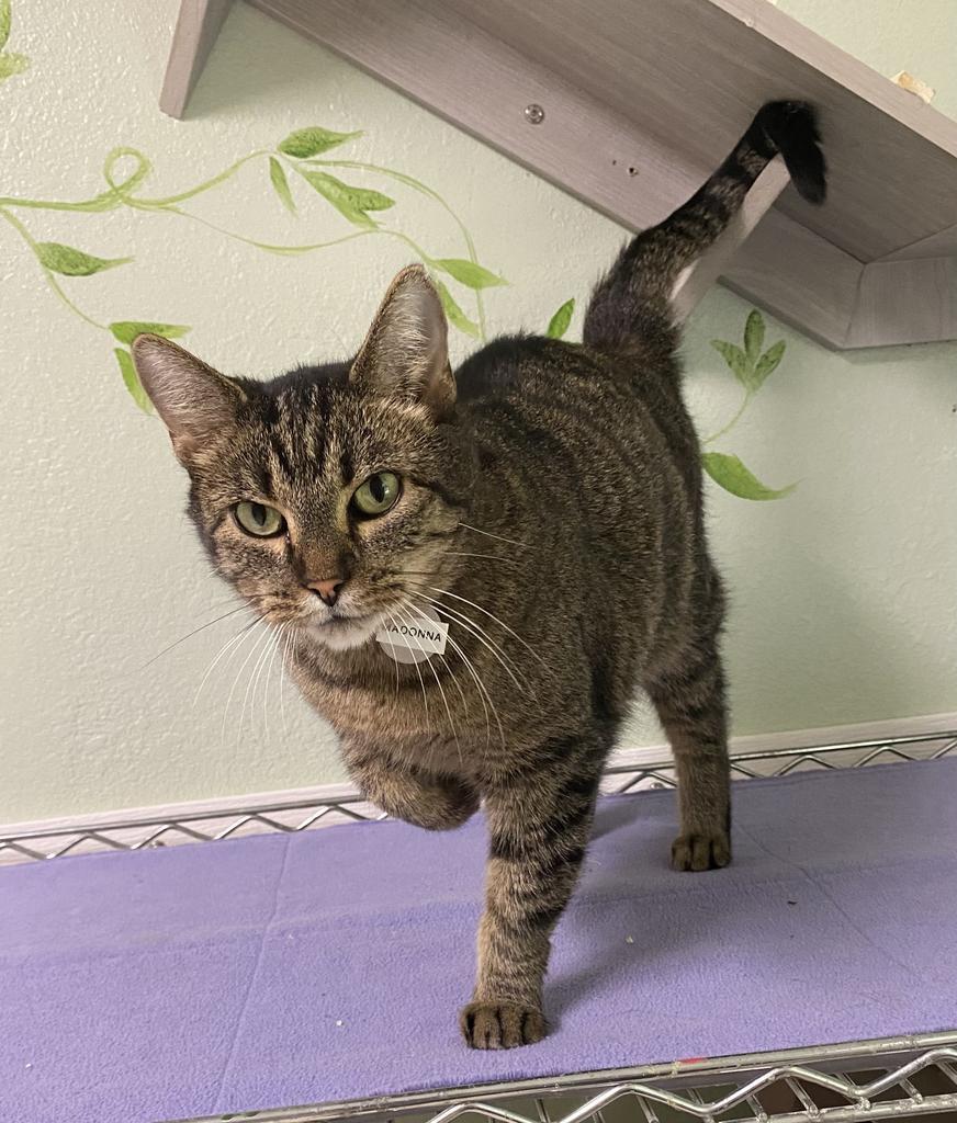 Madonna, Adoptable, Adult Female Domestic Short Hair.