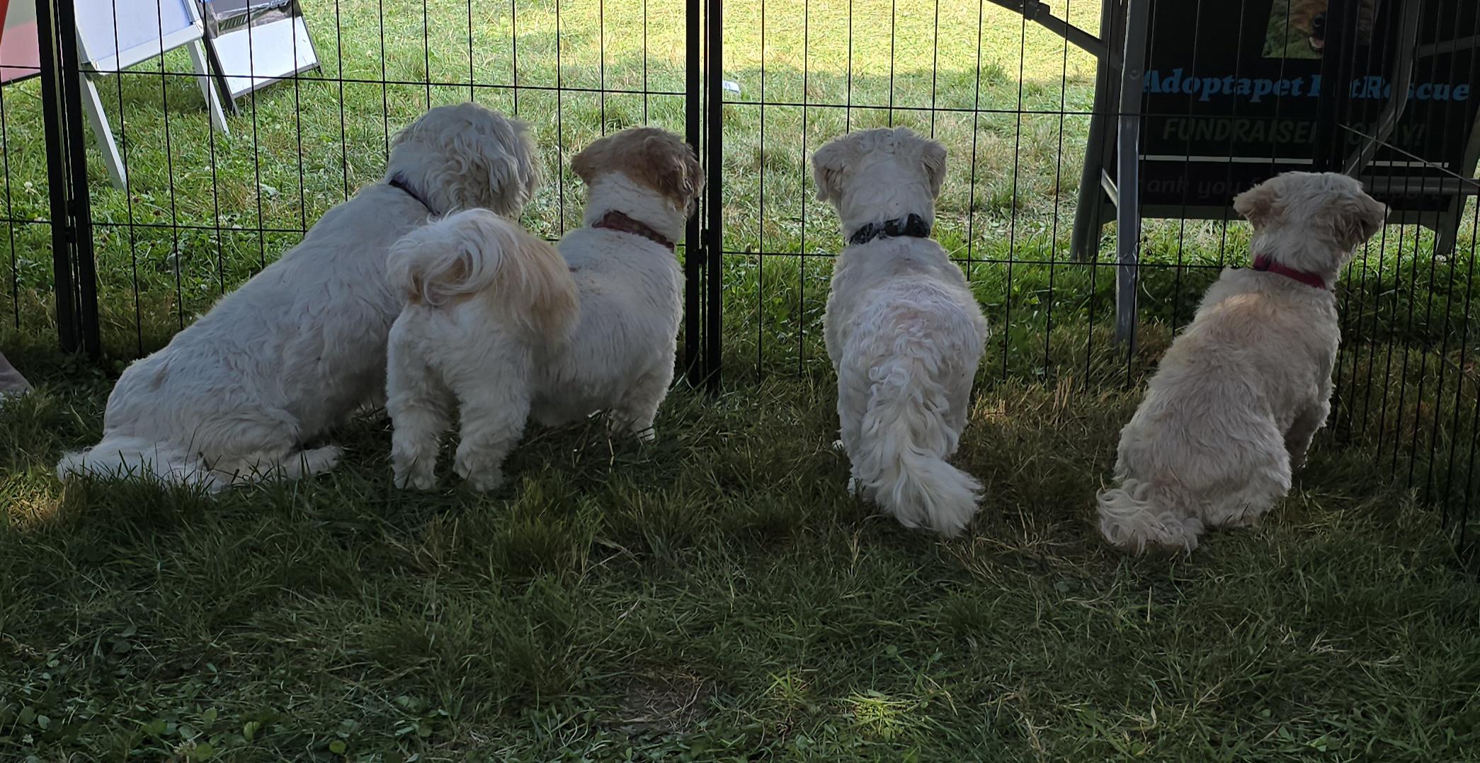 Daisy, born August 4, 2019, an adoptable Shih Tzu, Bichon Frise in Lucknow, ON, N0G 2H0 | Photo Image 4