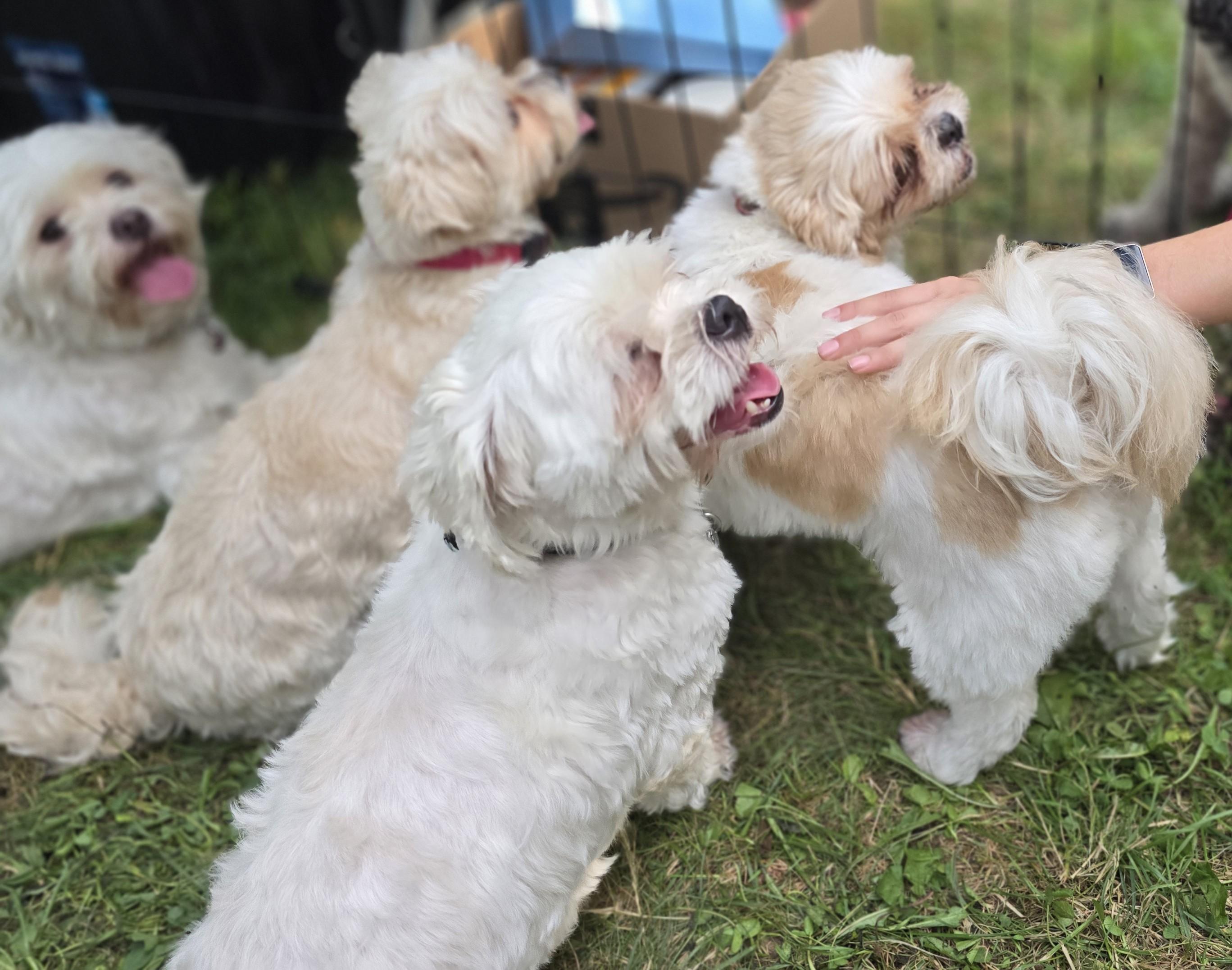 Daisy, born August 4, 2019, an adoptable Shih Tzu, Bichon Frise in Lucknow, ON, N0G 2H0 | Photo Image 2