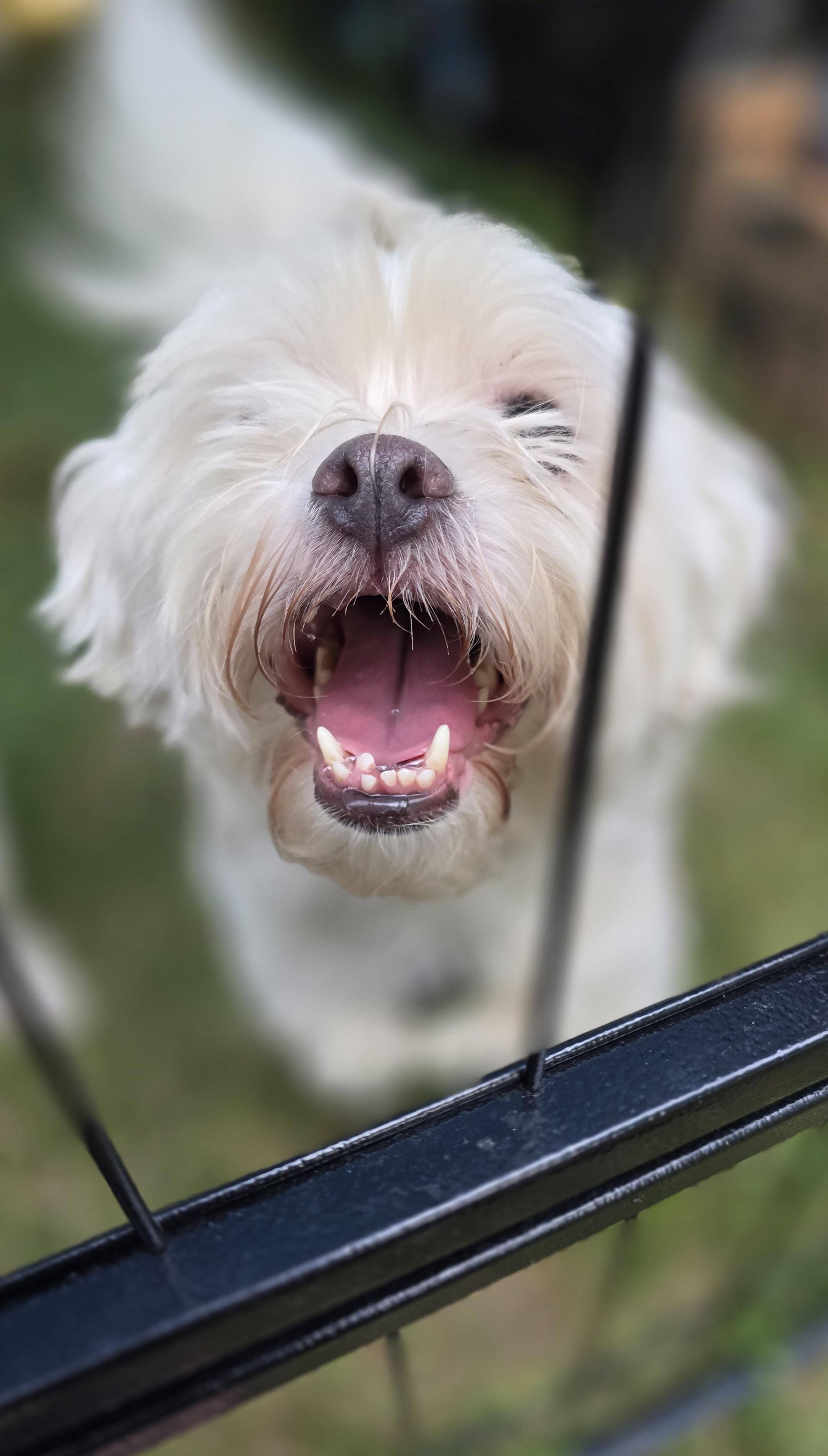 Daisy, born August 4, 2019 photo 1