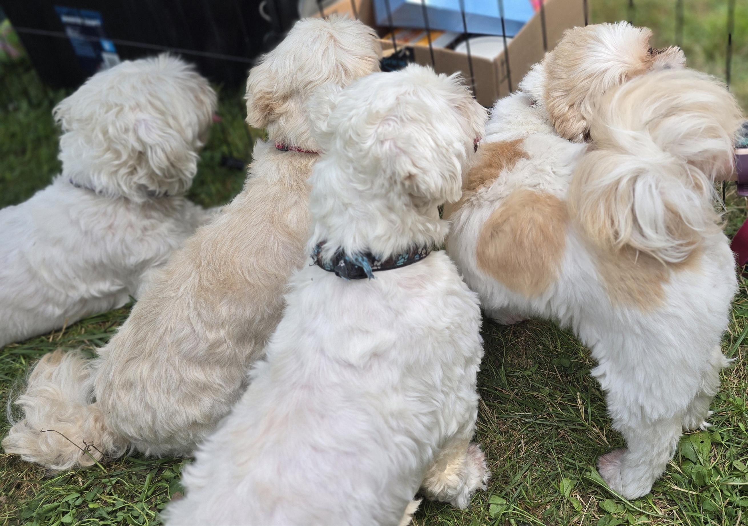 Daisy, born August 4, 2019, an adoptable Shih Tzu, Bichon Frise in Lucknow, ON, N0G 2H0 | Photo Image 3