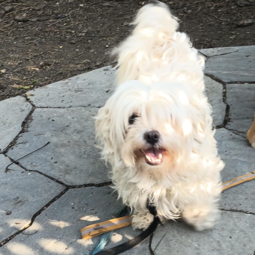 Daisy, born August 4, 2019, an adoptable Shih Tzu, Bichon Frise in Lucknow, ON, N0G 2H0 | Photo Image 5