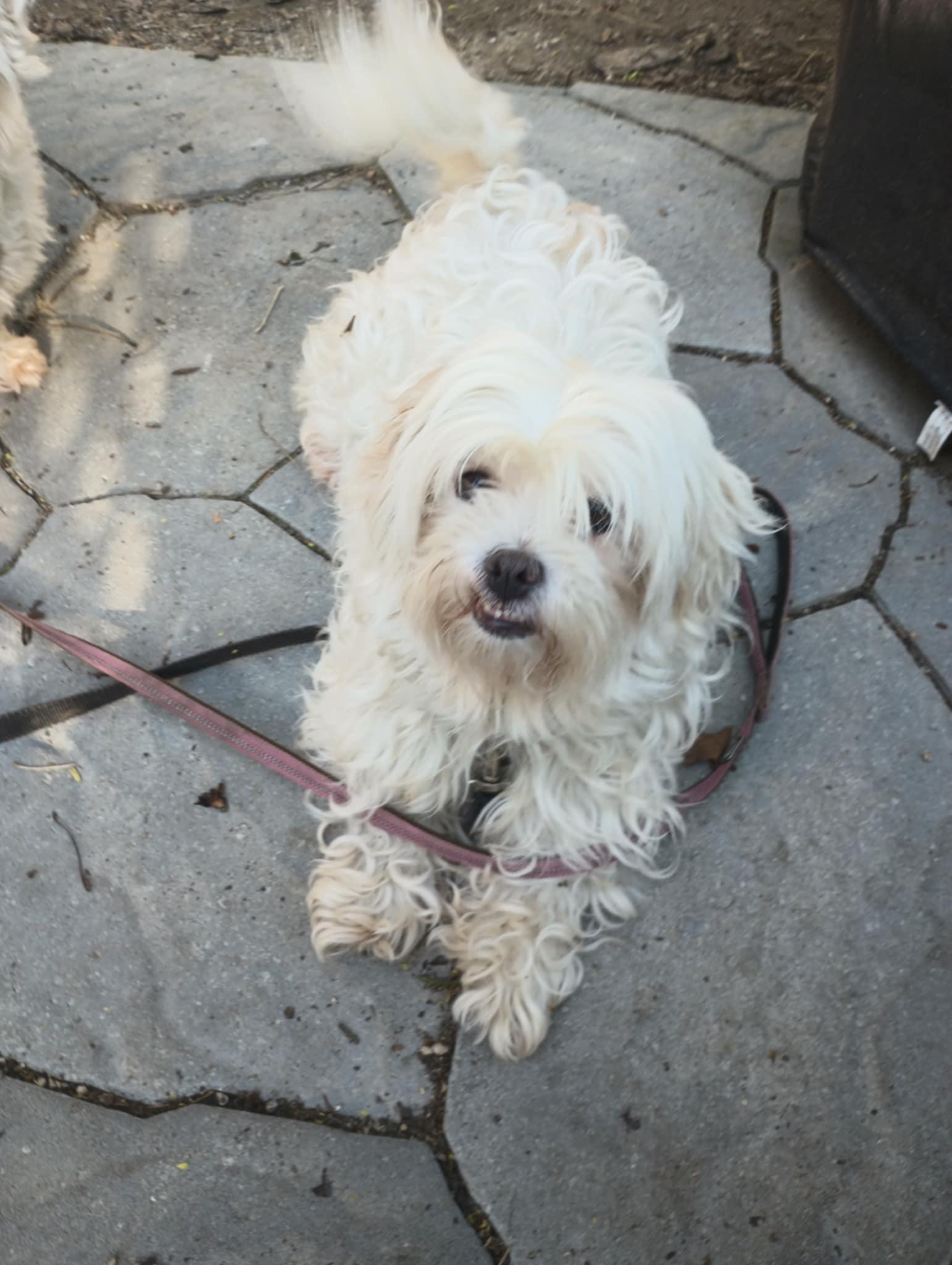 Daisy, born August 4, 2019 photo 6