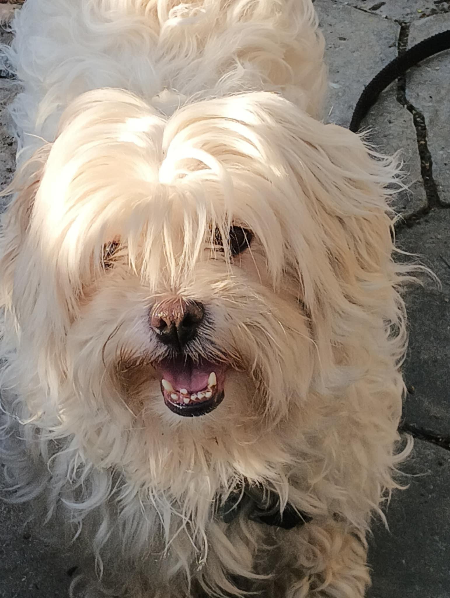 Daisy, born August 4, 2019, an adoptable Shih Tzu, Bichon Frise in Lucknow, ON, N0G 2H0 | Photo Image 6