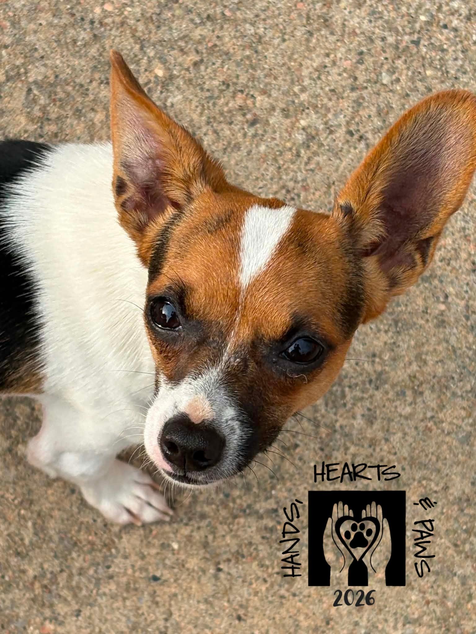 Enlarge Simeon-MEDICAL HOLD, a ADOPTABLE mixed breed in Omaha, NE image 2/3