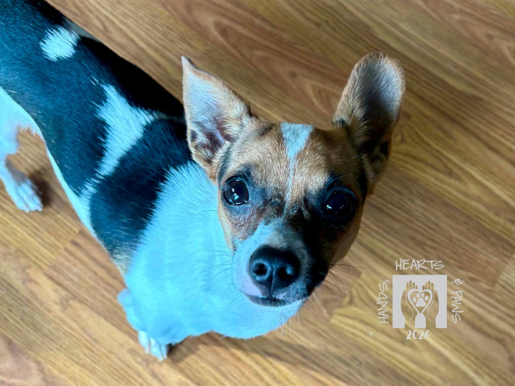 Enlarge Simeon-MEDICAL HOLD, a ADOPTABLE mixed breed in Omaha, NE image 3/3