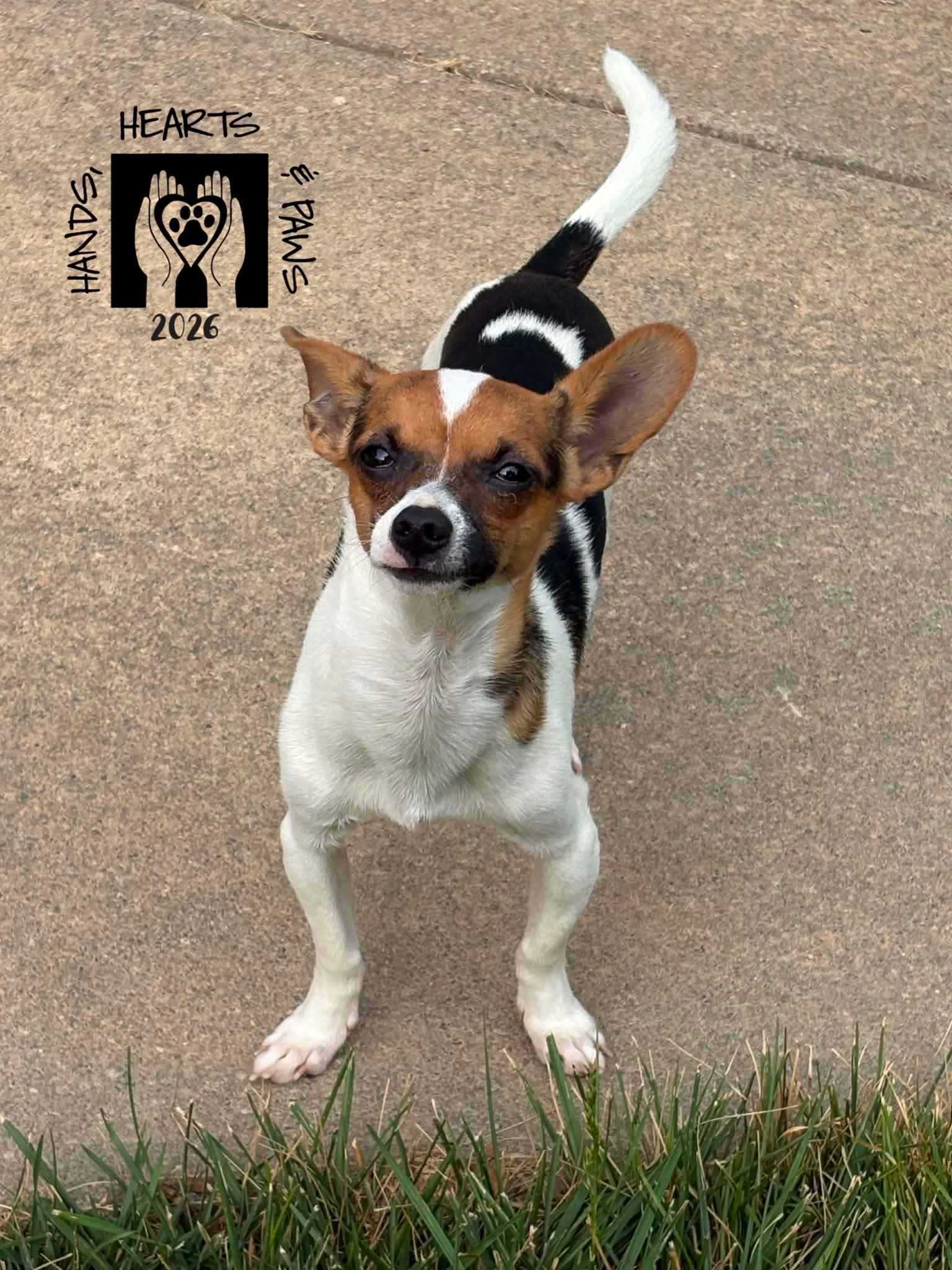 Enlarge Simeon-MEDICAL HOLD, a ADOPTABLE mixed breed in Omaha, NE image 1/3