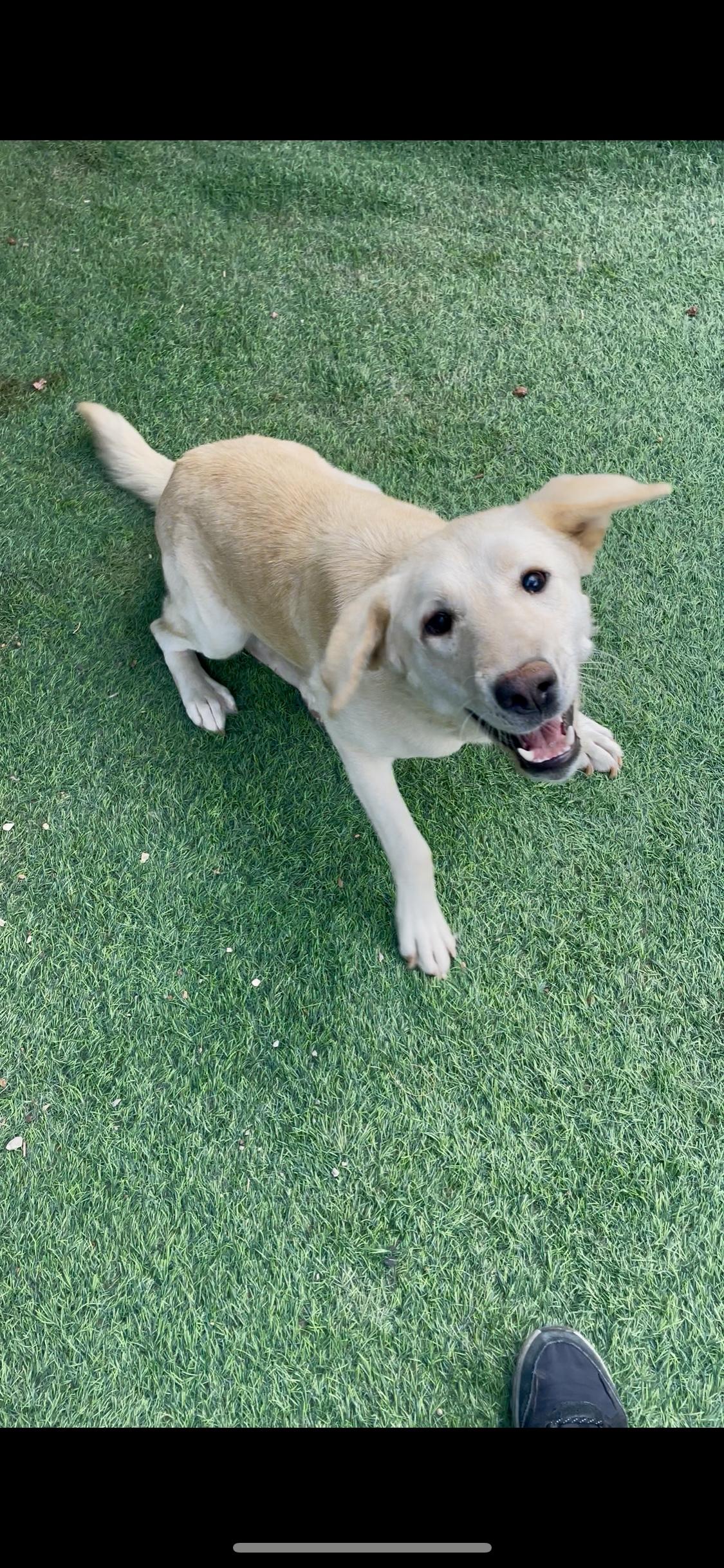 Enlarge Naya, the Sweetest Pup, a Adoptable mixed breed in Somerset, NJ image 2/6