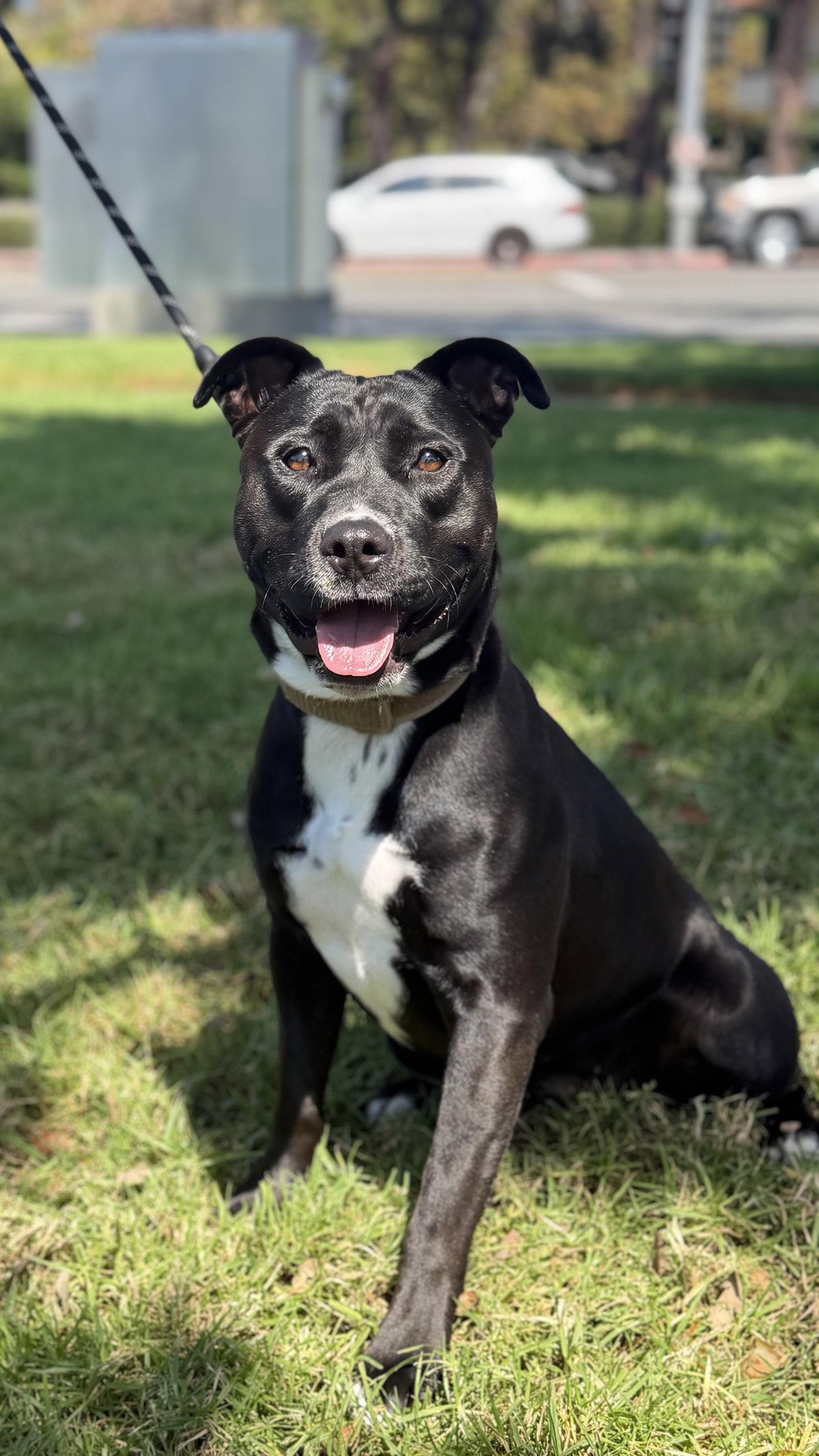 Sadie, Adoptable, Young Female American Staffordshire Terrier & Pit Bull Terrier.