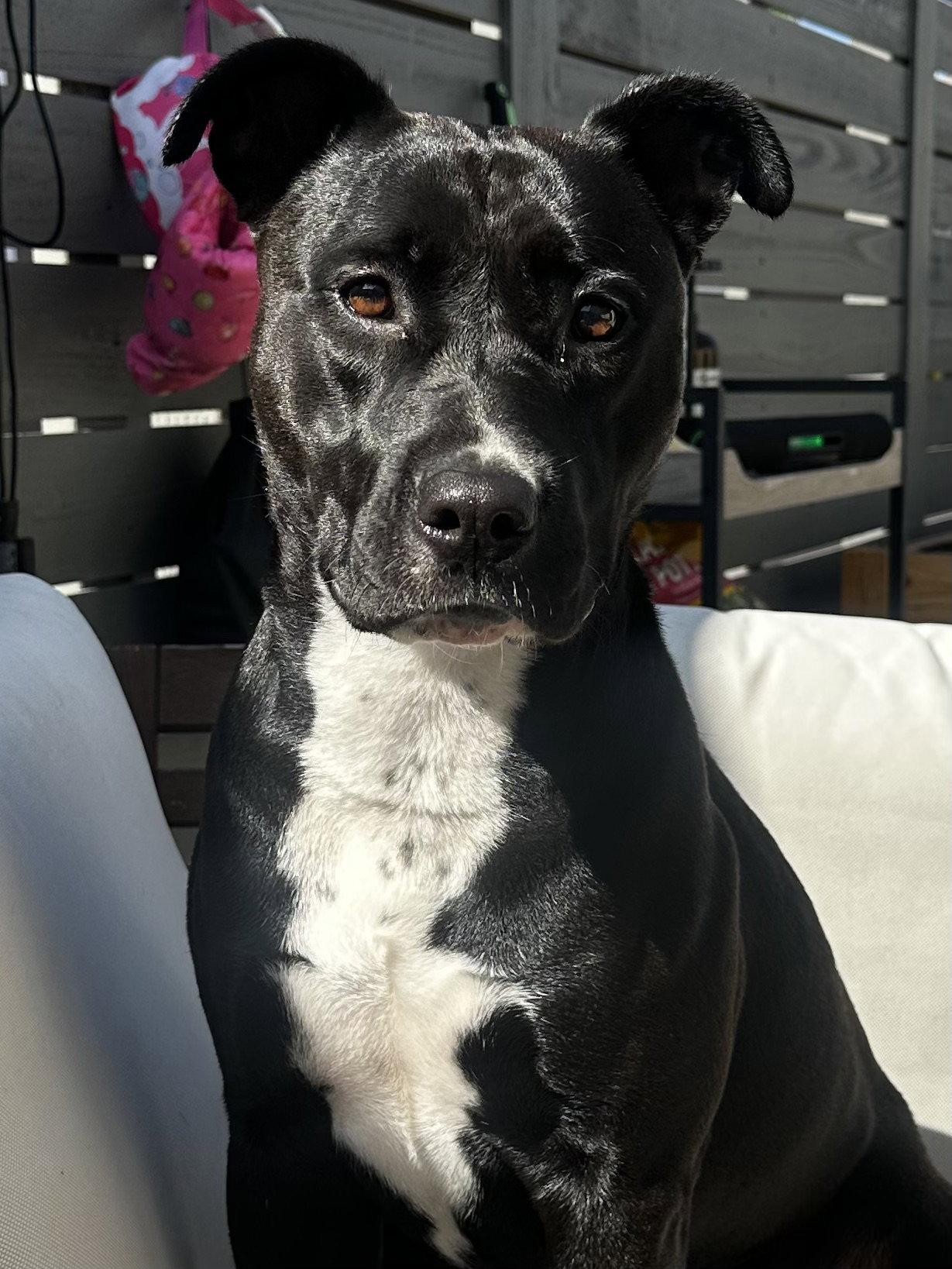 Enlarge Sadie, a Adoptable mixed breed in Capistrano Beach, CA image 2/3