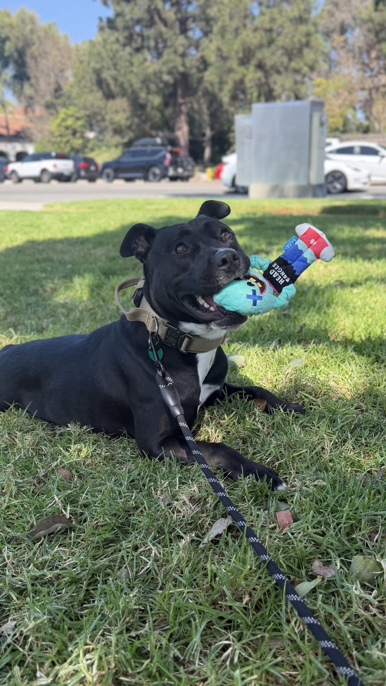 Enlarge Sadie, a Adoptable mixed breed in Capistrano Beach, CA image 3/3