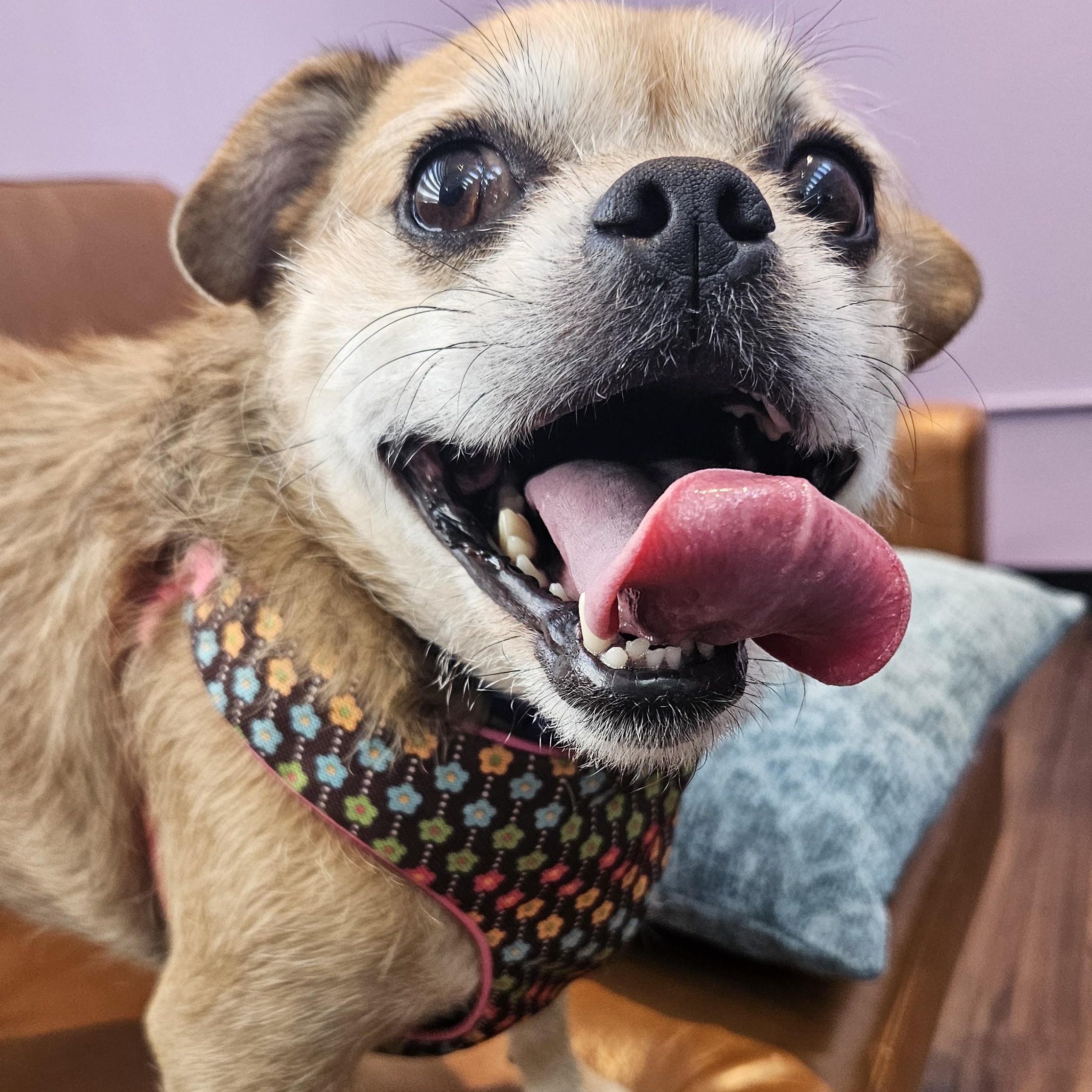 Enlarge Sky, an adopted mixed breed in Livonia, MI image 4/4