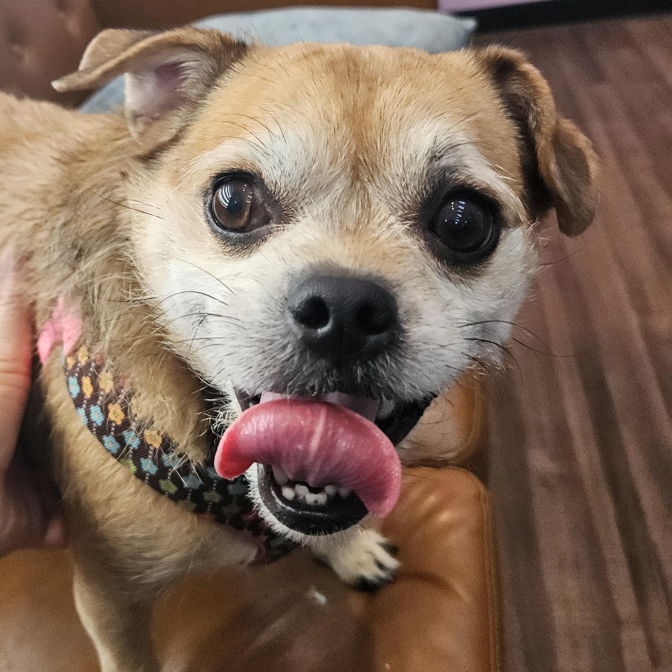 Enlarge Sky, an adopted mixed breed in Livonia, MI image 1/4