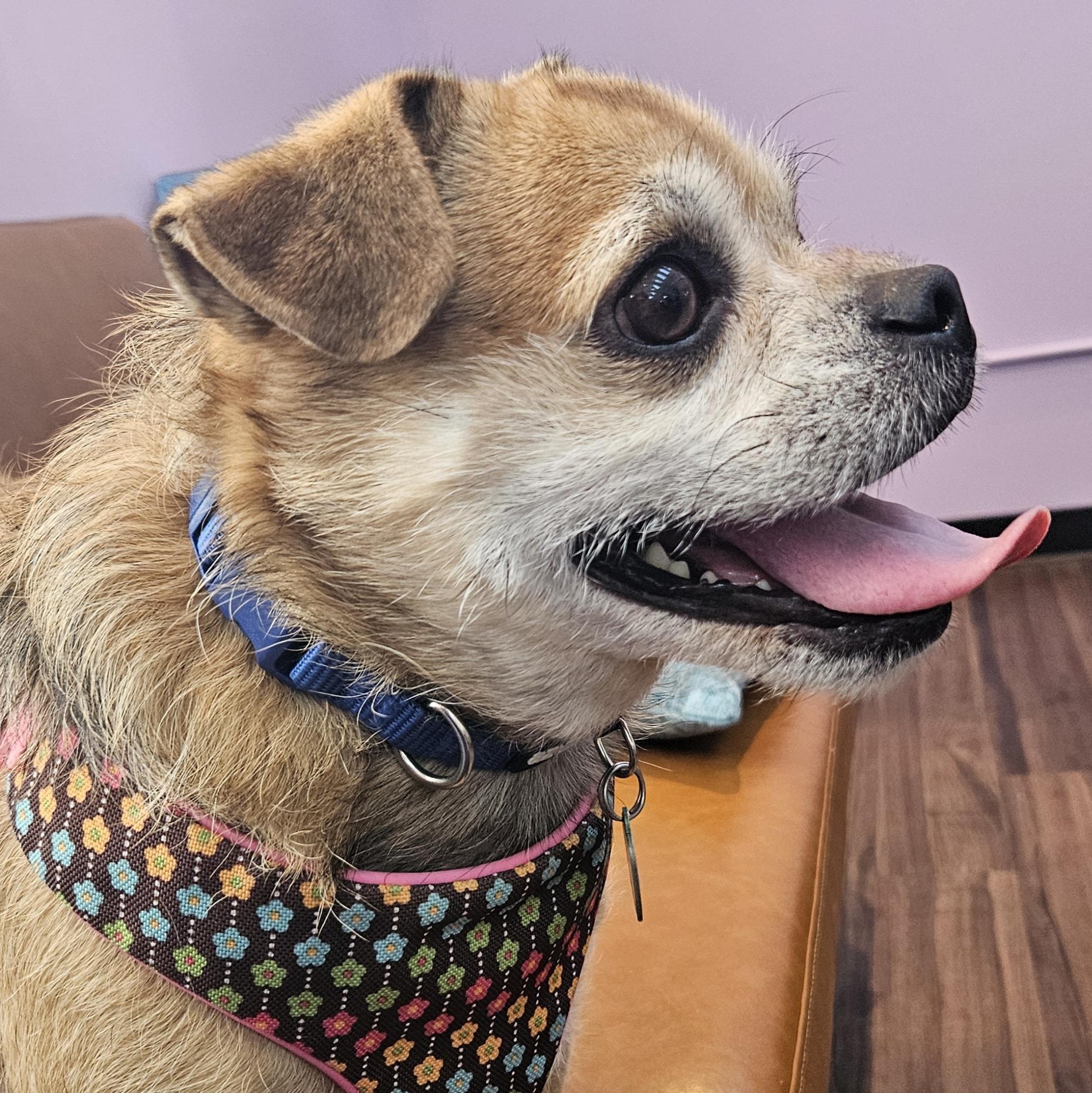 Enlarge Sky, an adopted mixed breed in Livonia, MI image 3/4