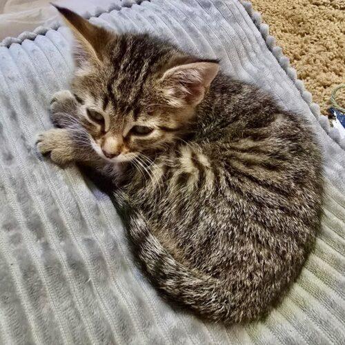 Nova, Adoptable, Kitten Female Domestic Short Hair.