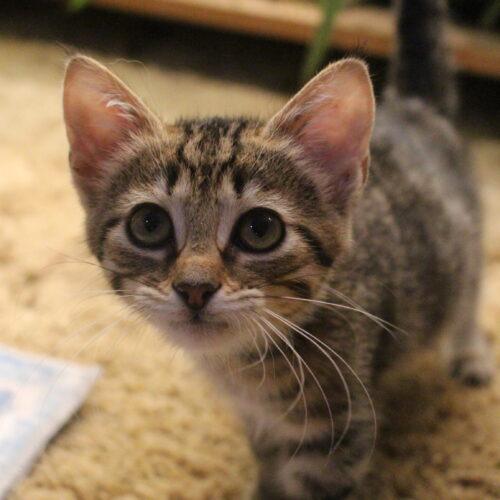 Nova, a Adoptable Domestic Short Hair in Canal Winchester, OH image 2/5