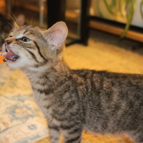 Nova, a Adoptable Domestic Short Hair in Canal Winchester, OH image 3/5