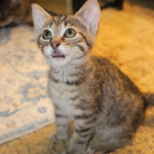 Nova, a Adoptable Domestic Short Hair in Canal Winchester, OH image 4/5