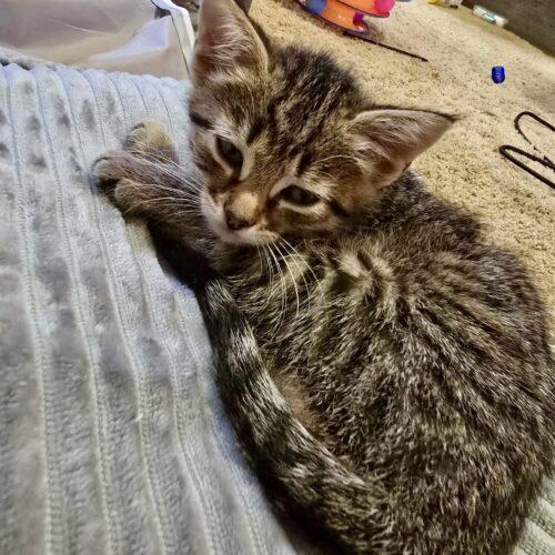 Nova, a Adoptable Domestic Short Hair in Canal Winchester, OH image 5/5