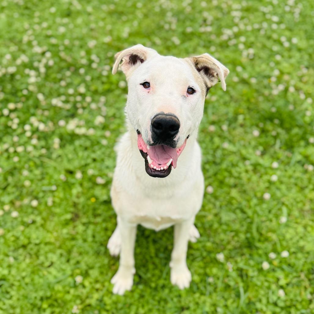 Seth, a Adoptable mixed breed in Brownsboro, AL image 6/6