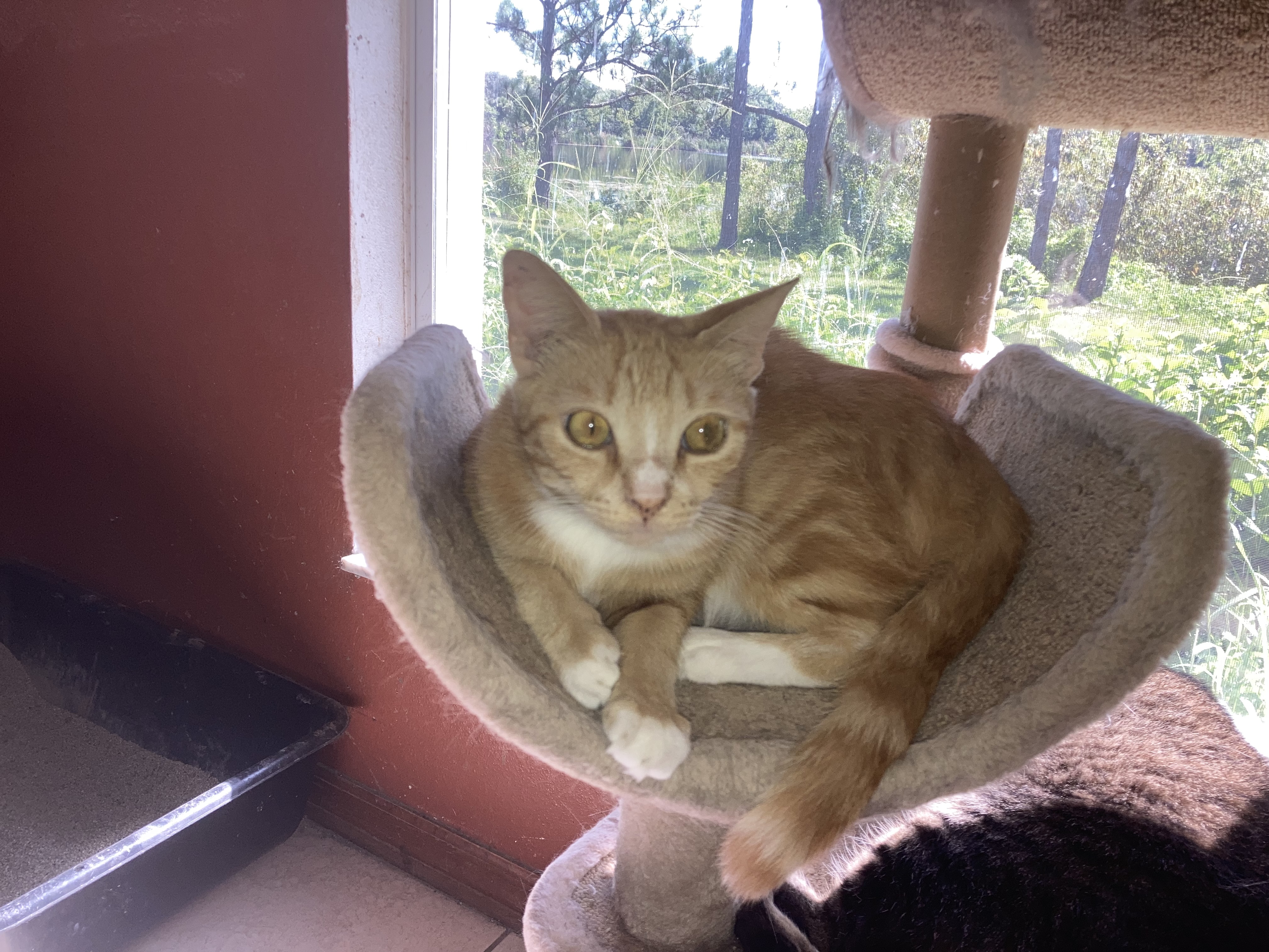 Enlarge CheezIt, a Adoptable Domestic Short Hair in Malabar, FL image 1/1