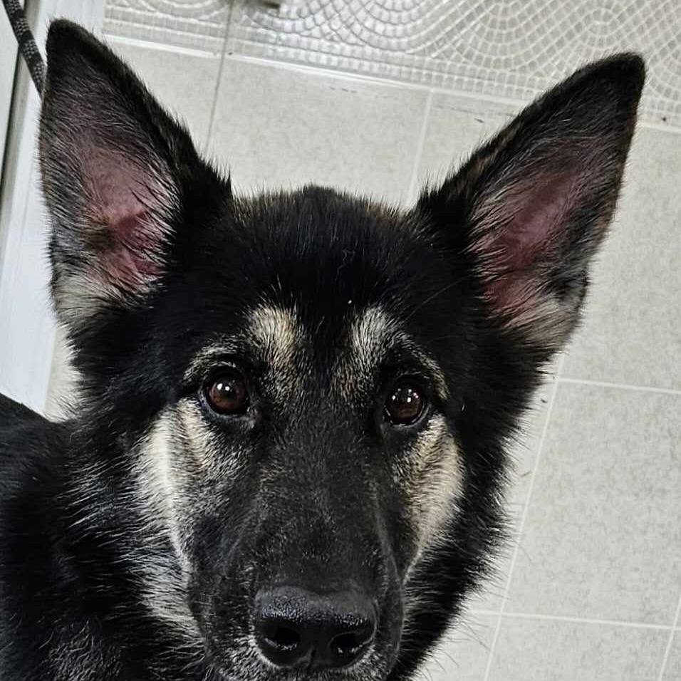 Dog for adoption Rose, a German Shepherd Dog in Hoopeston, IL Petfinder
