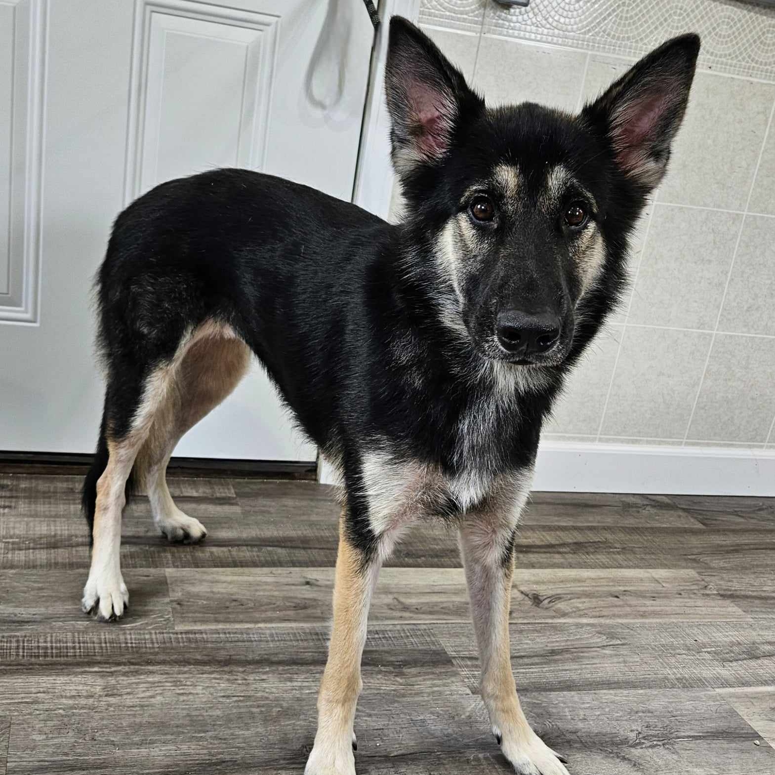Dog for adoption Rose, a German Shepherd Dog in Hoopeston, IL Petfinder