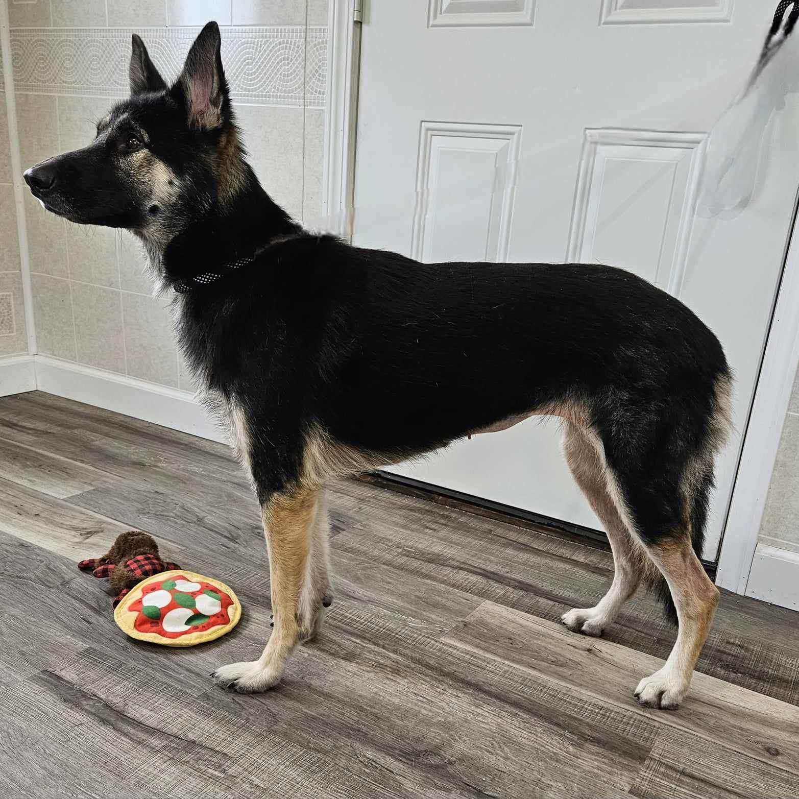 Dog for adoption Rose, a German Shepherd Dog in Hoopeston, IL Petfinder