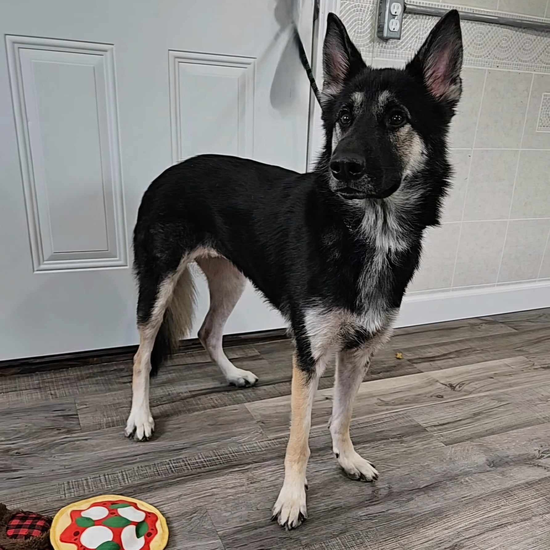 Dog for adoption Rose, a German Shepherd Dog in Hoopeston, IL Petfinder