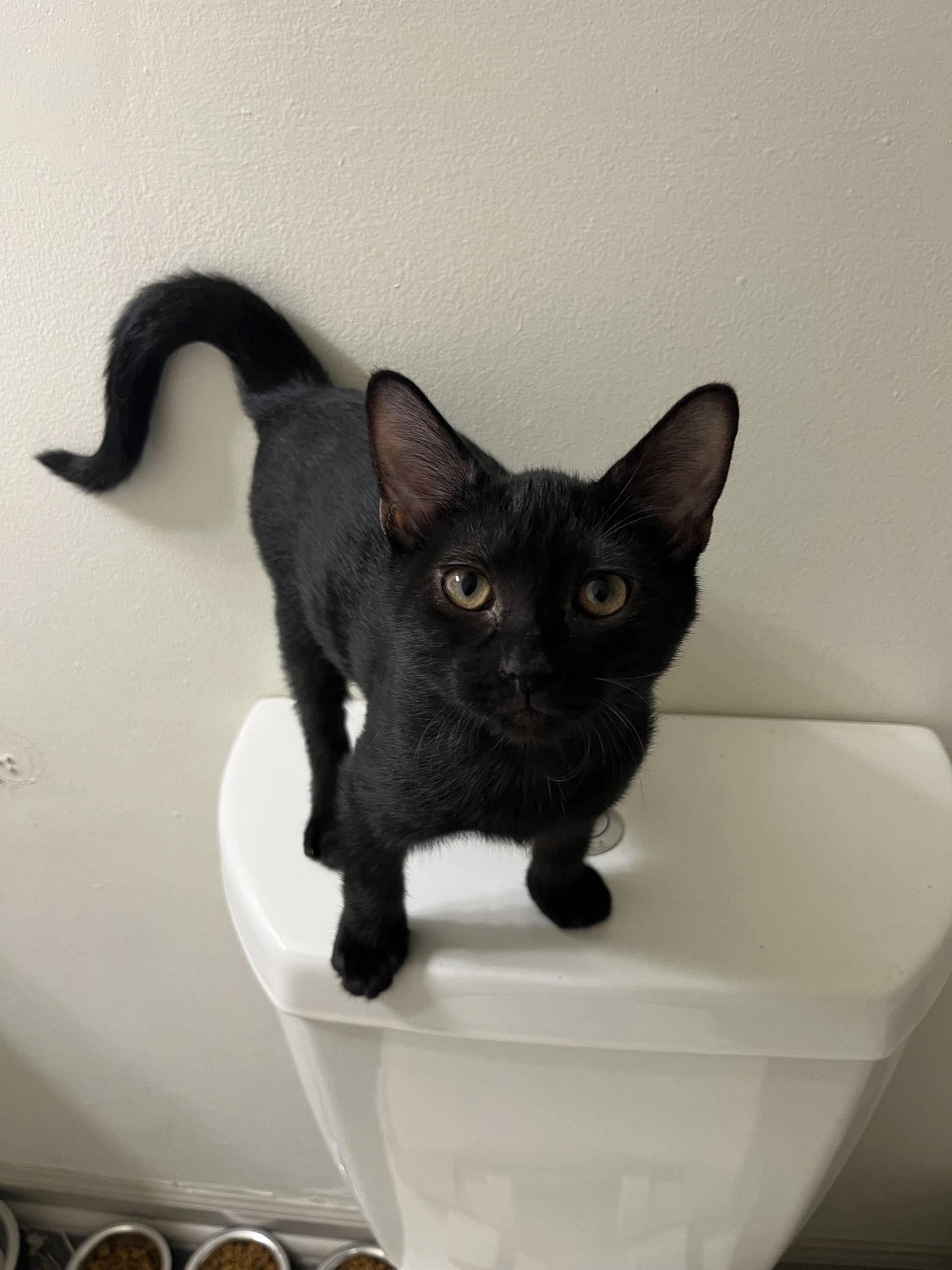 Tiny, Adoptable, Young Male Domestic Short Hair.