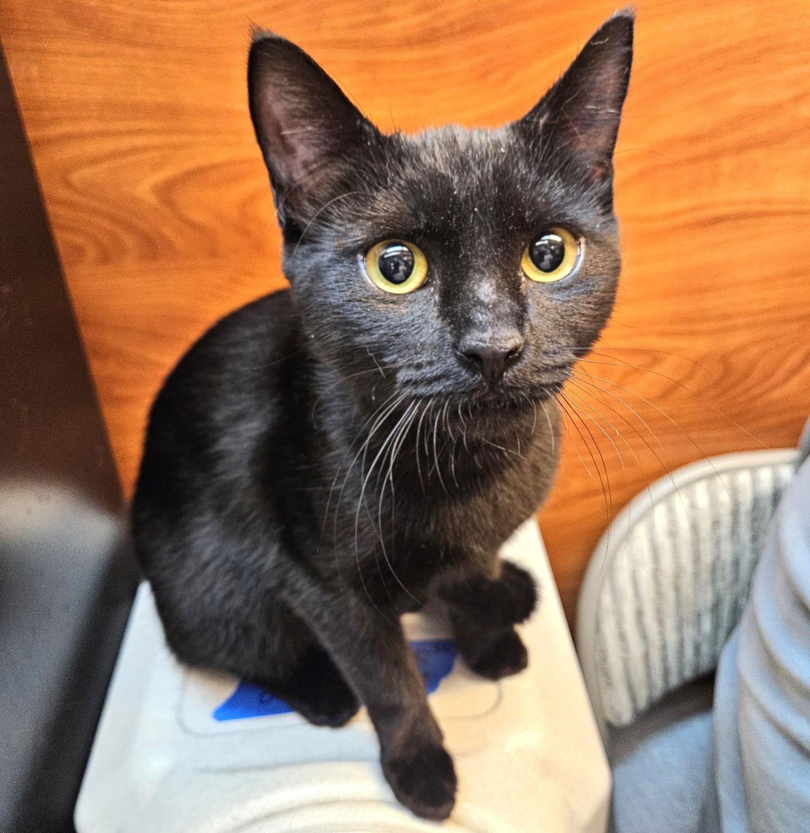 Graham, a Adopted Domestic Short Hair in Springfield, OR image 1/3