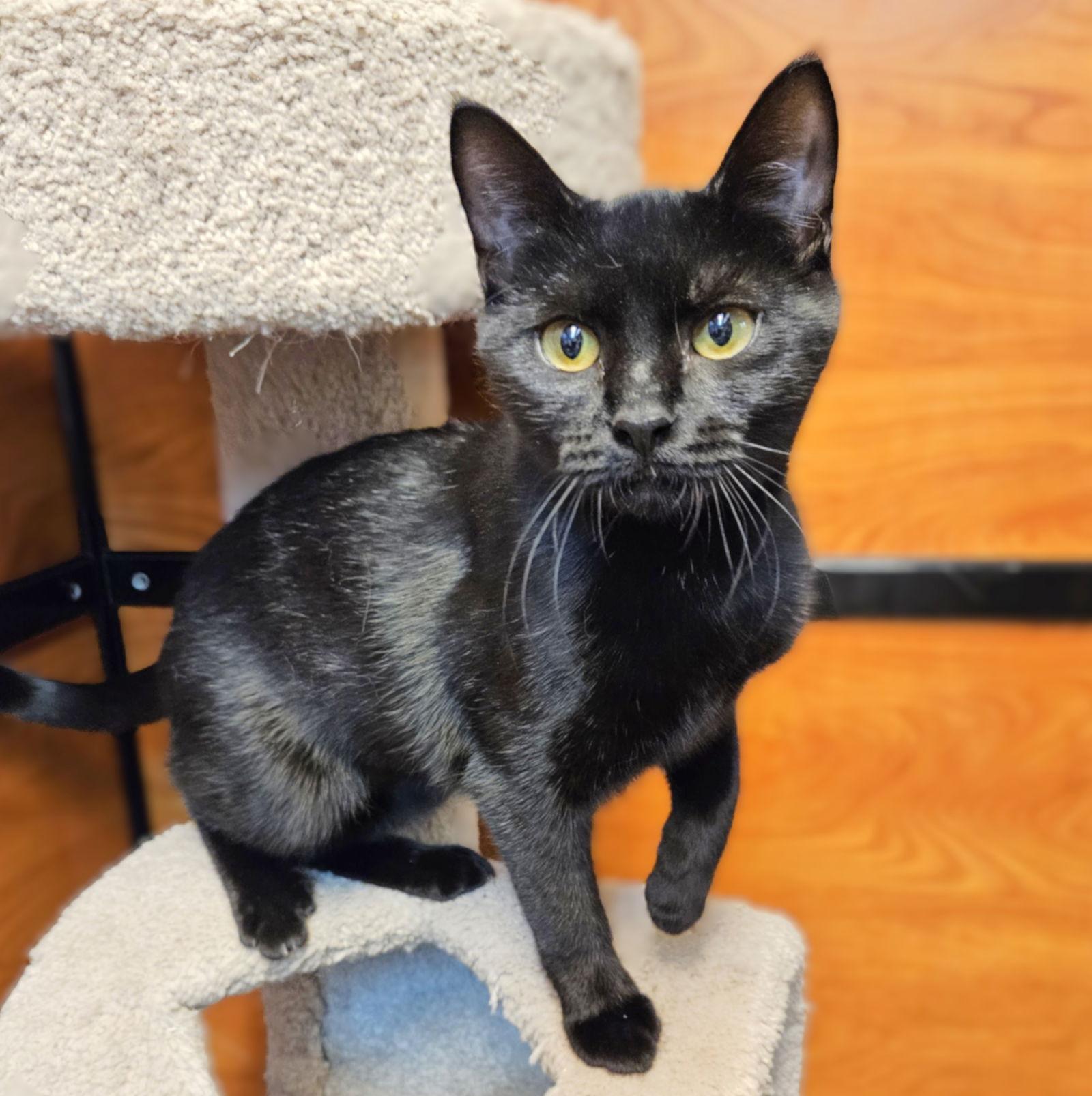 Graham, a Adopted Domestic Short Hair in Springfield, OR image 2/3