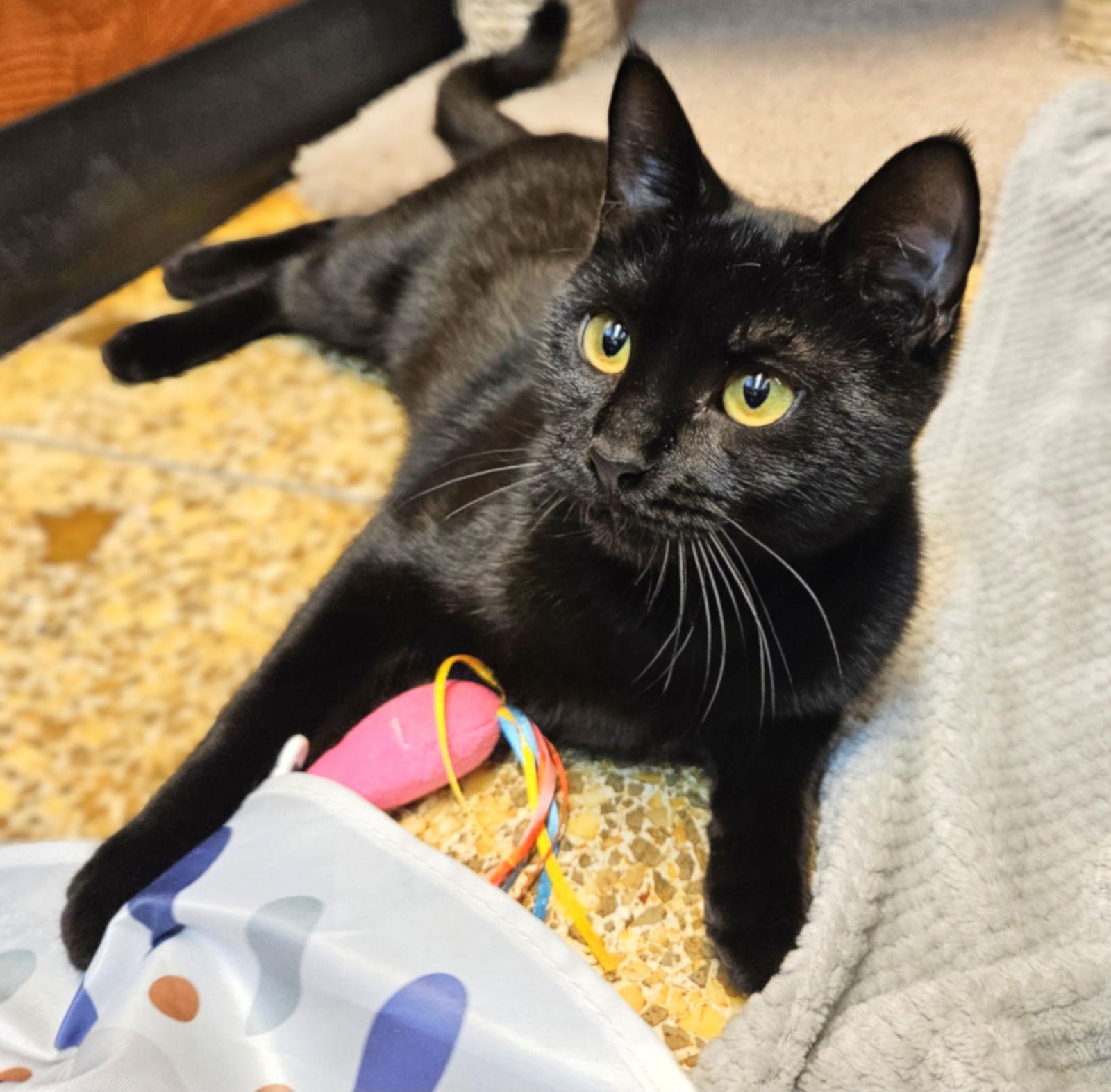 Graham, a Adopted Domestic Short Hair in Springfield, OR image 3/3