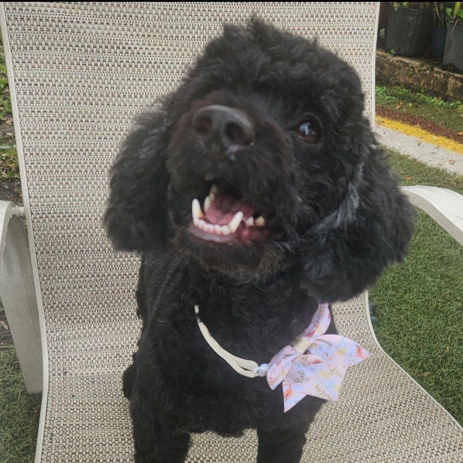 Coco, an adoptable Cockapoo in Cape Coral, FL, 33914 | Photo Image 2